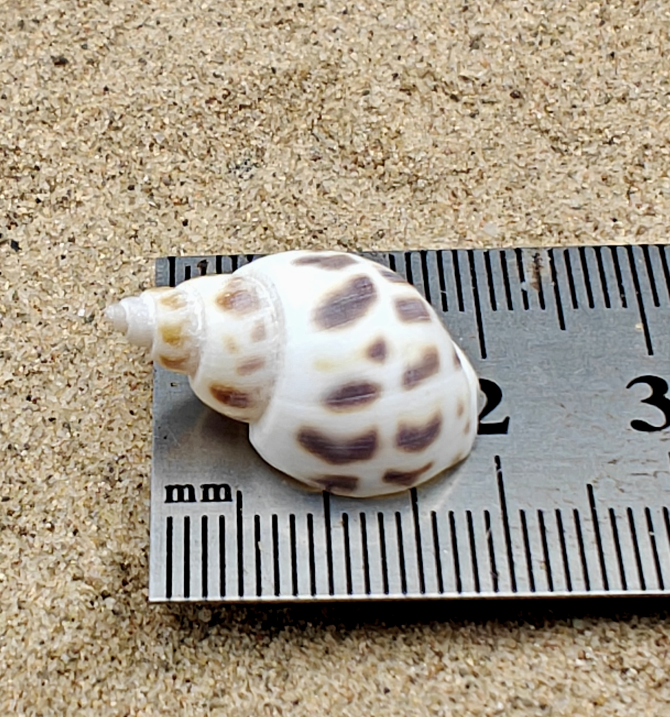 Babylon Shell (Very Small)