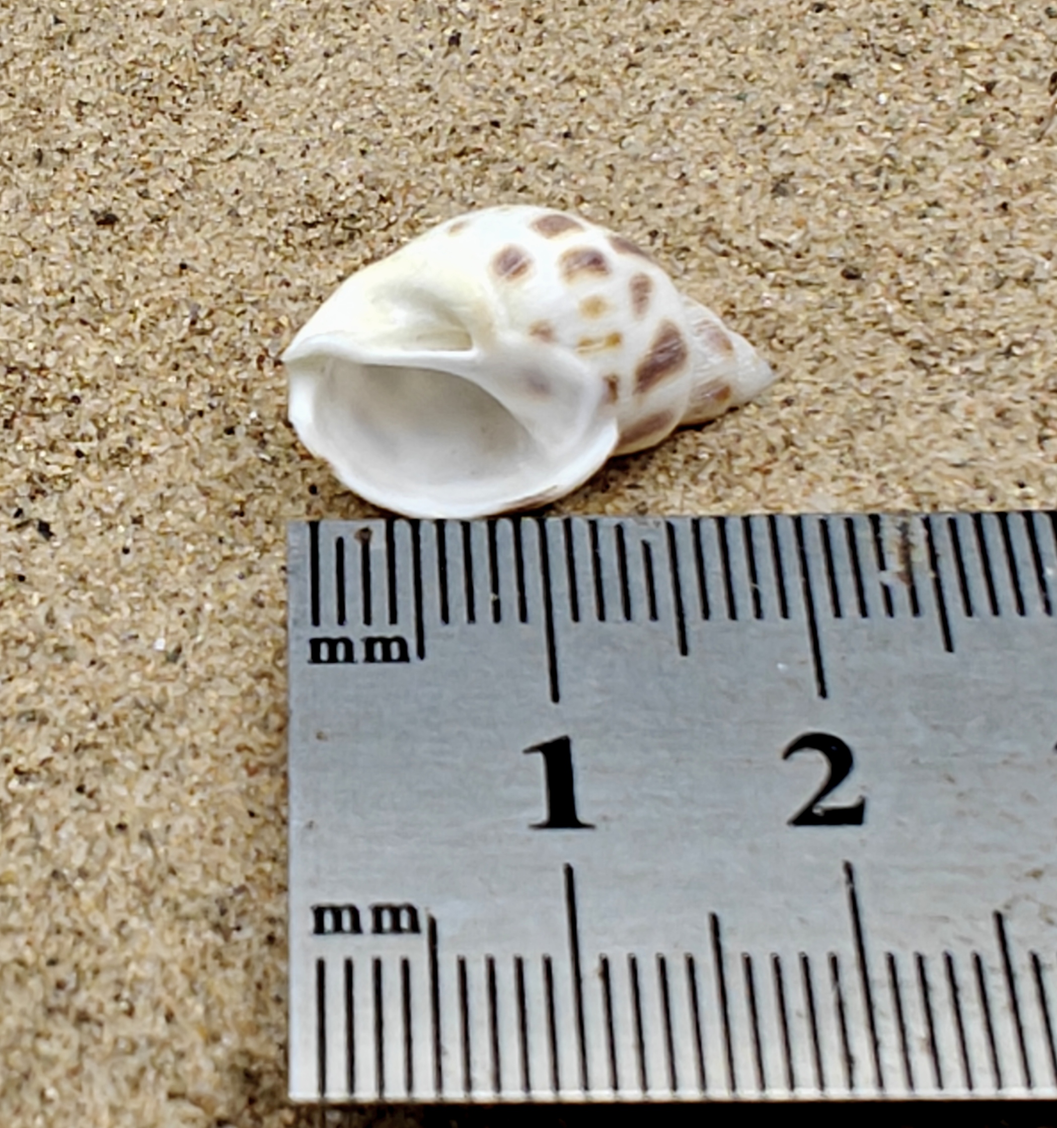 Babylon Shell (Very Small)