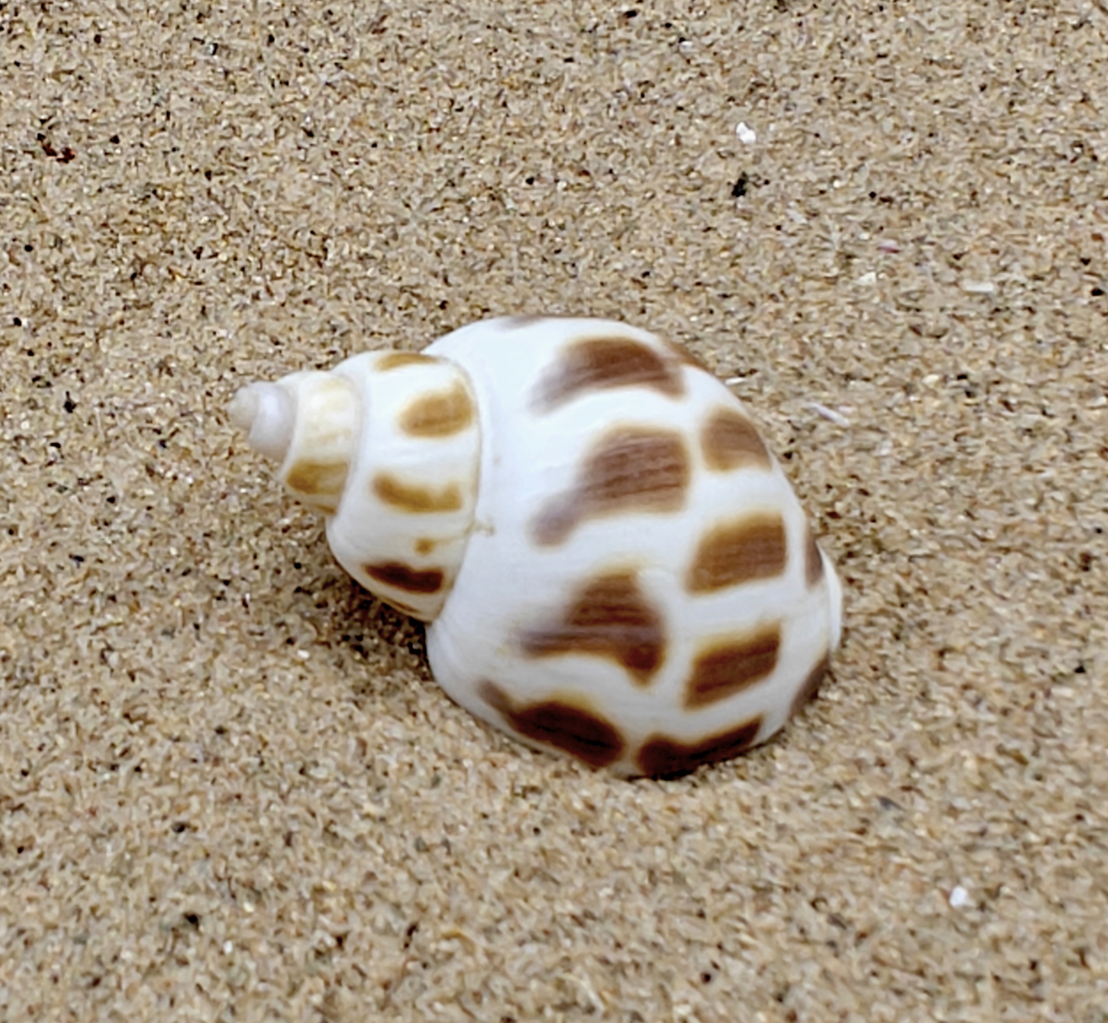 Babylon Shell (Small)