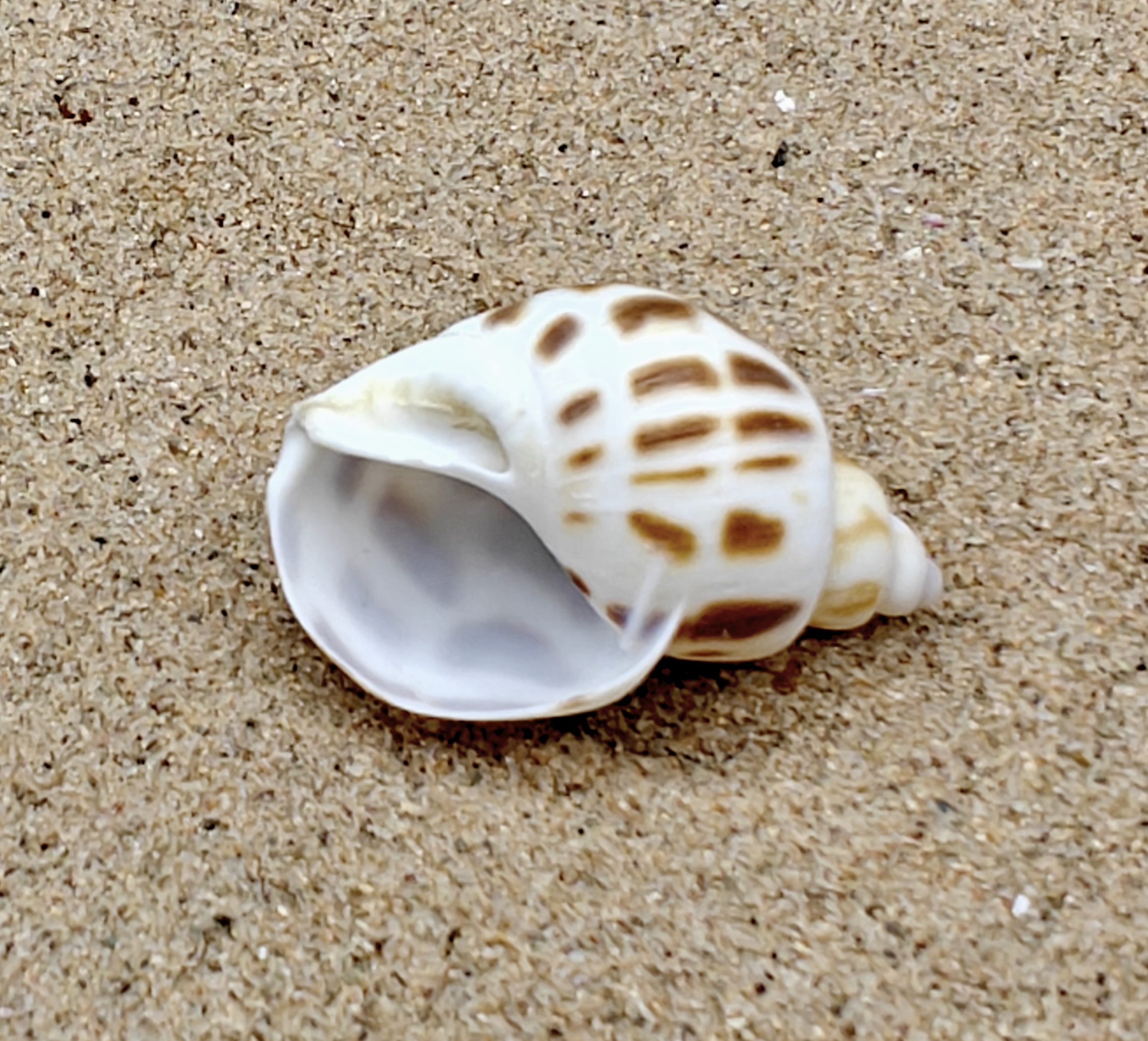 Babylon Shell (Small)