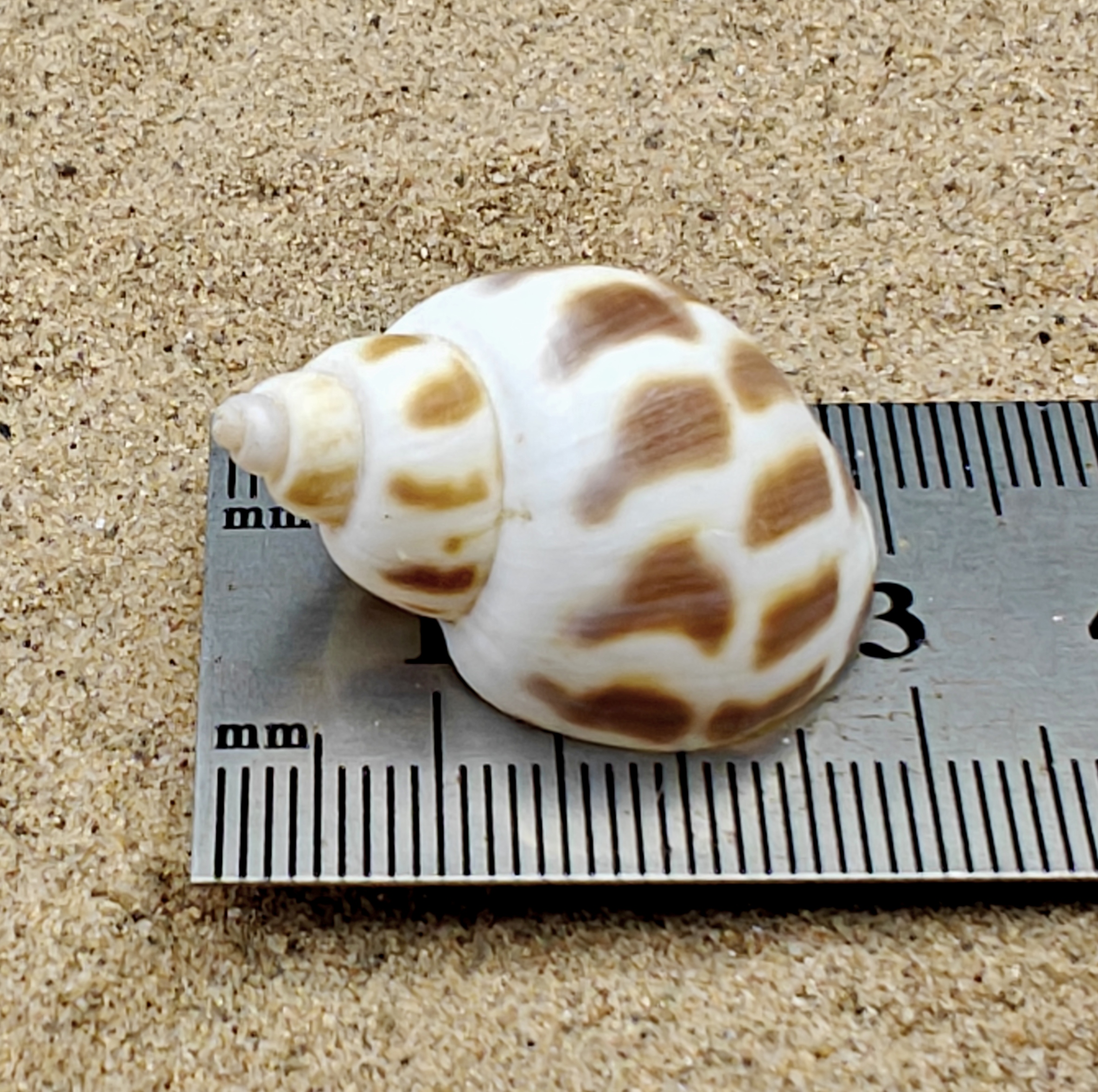 Babylon Shell (Small)