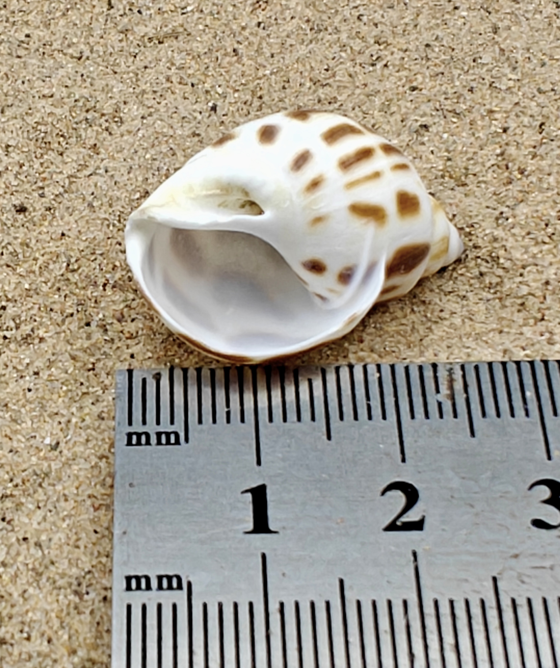 Babylon Shell (Small)
