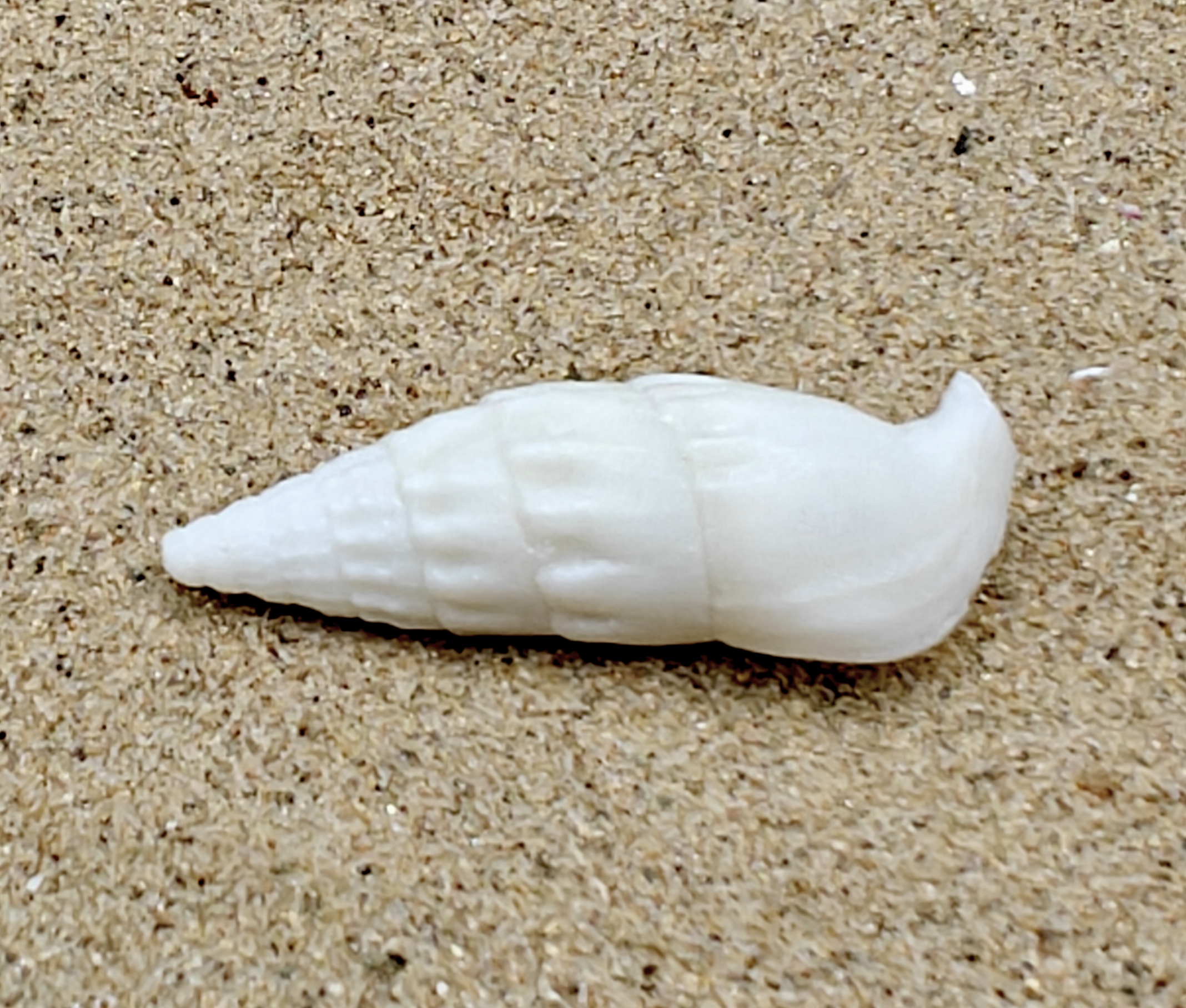 White Icicles Cerith Shell (Small)