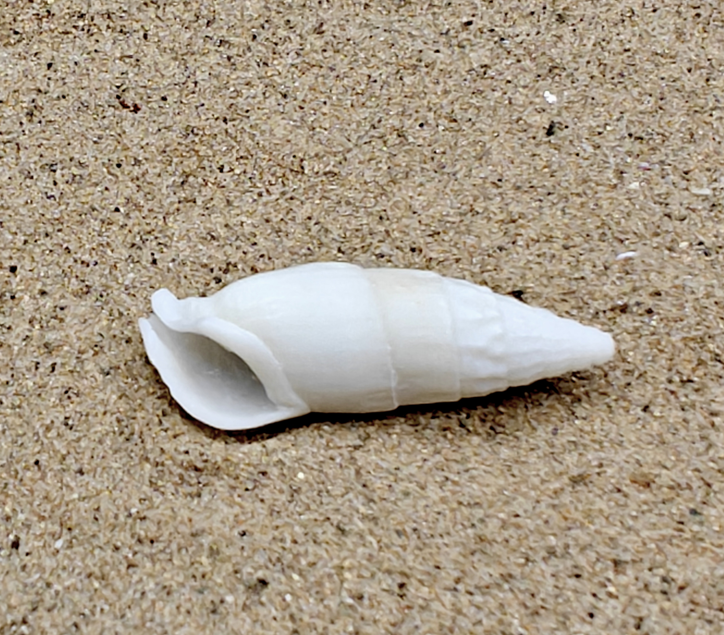 White Icicles Cerith Shell (Small)