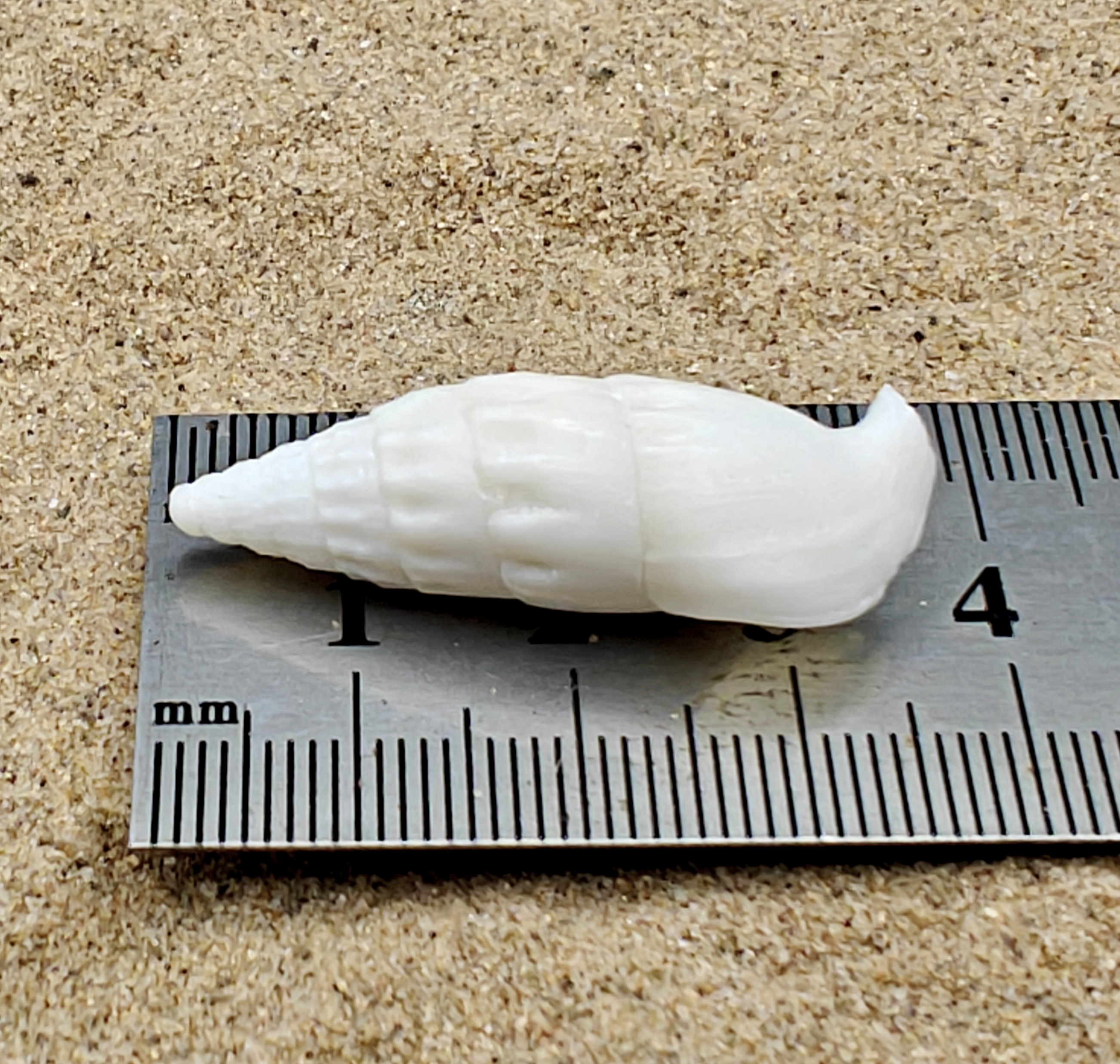 White Icicles Cerith Shell (Small)