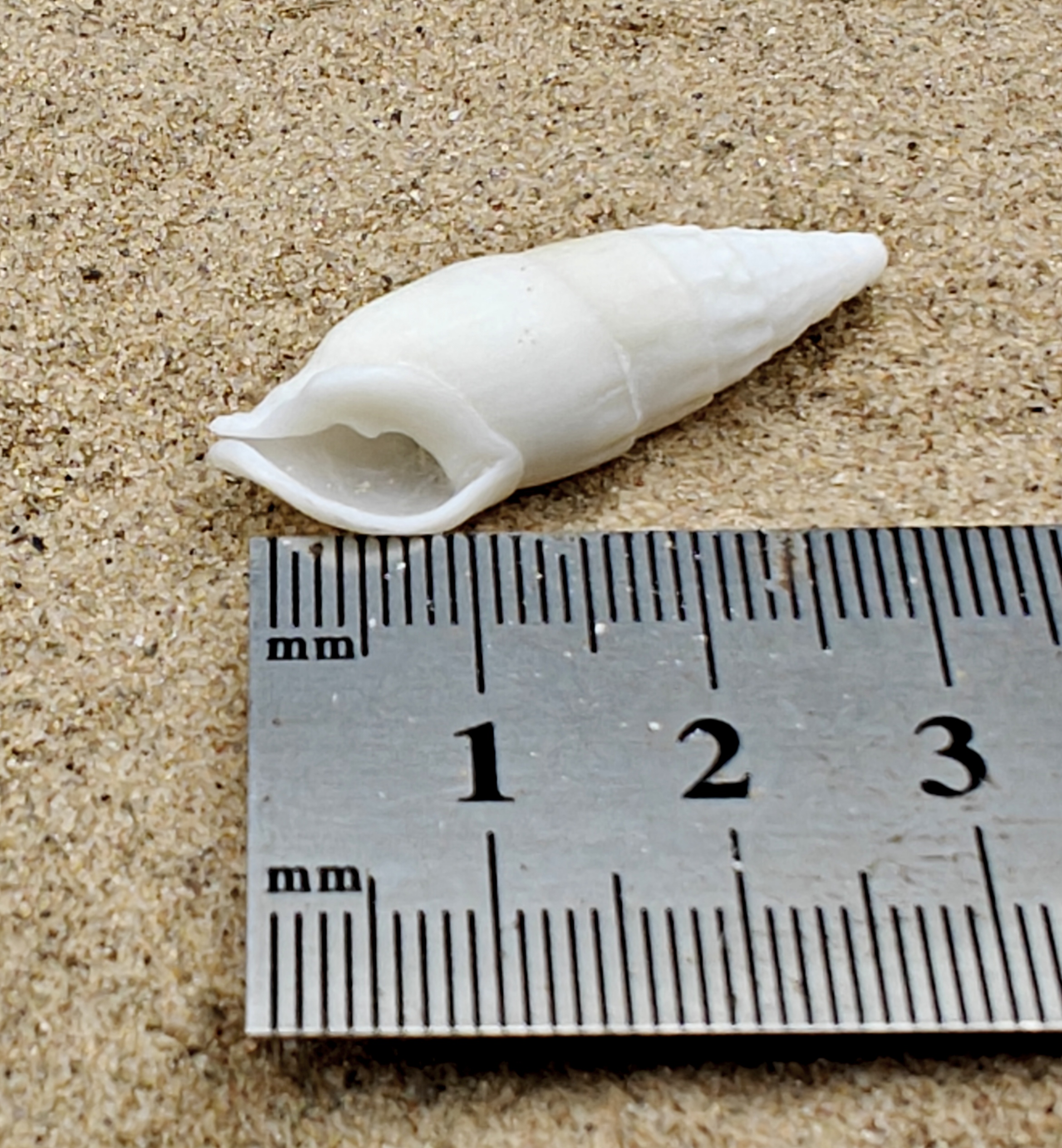 White Icicles Cerith Shell (Small)