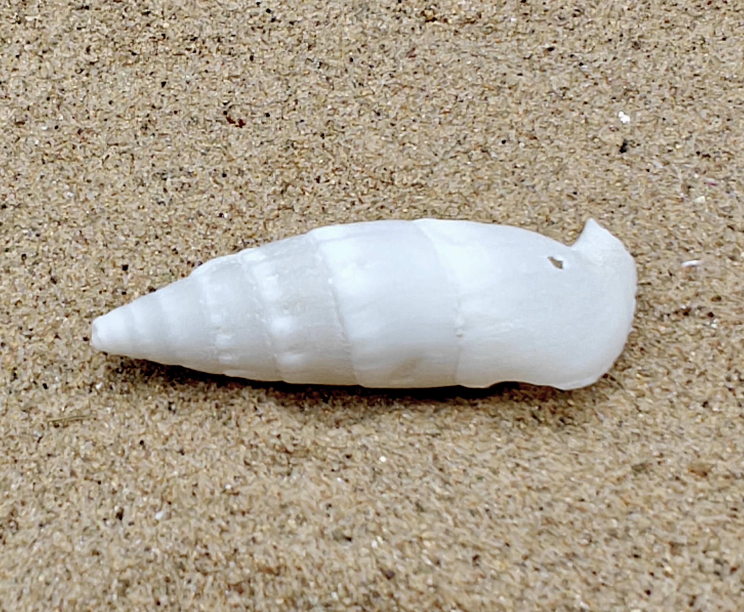 White Icicles Cerith Shell ( Medium)