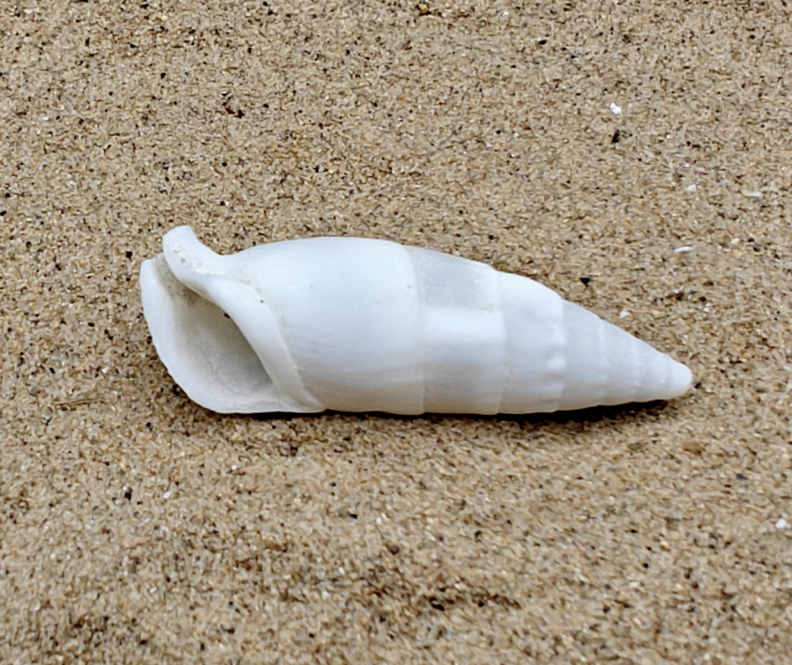 White Icicles Cerith Shell ( Medium)