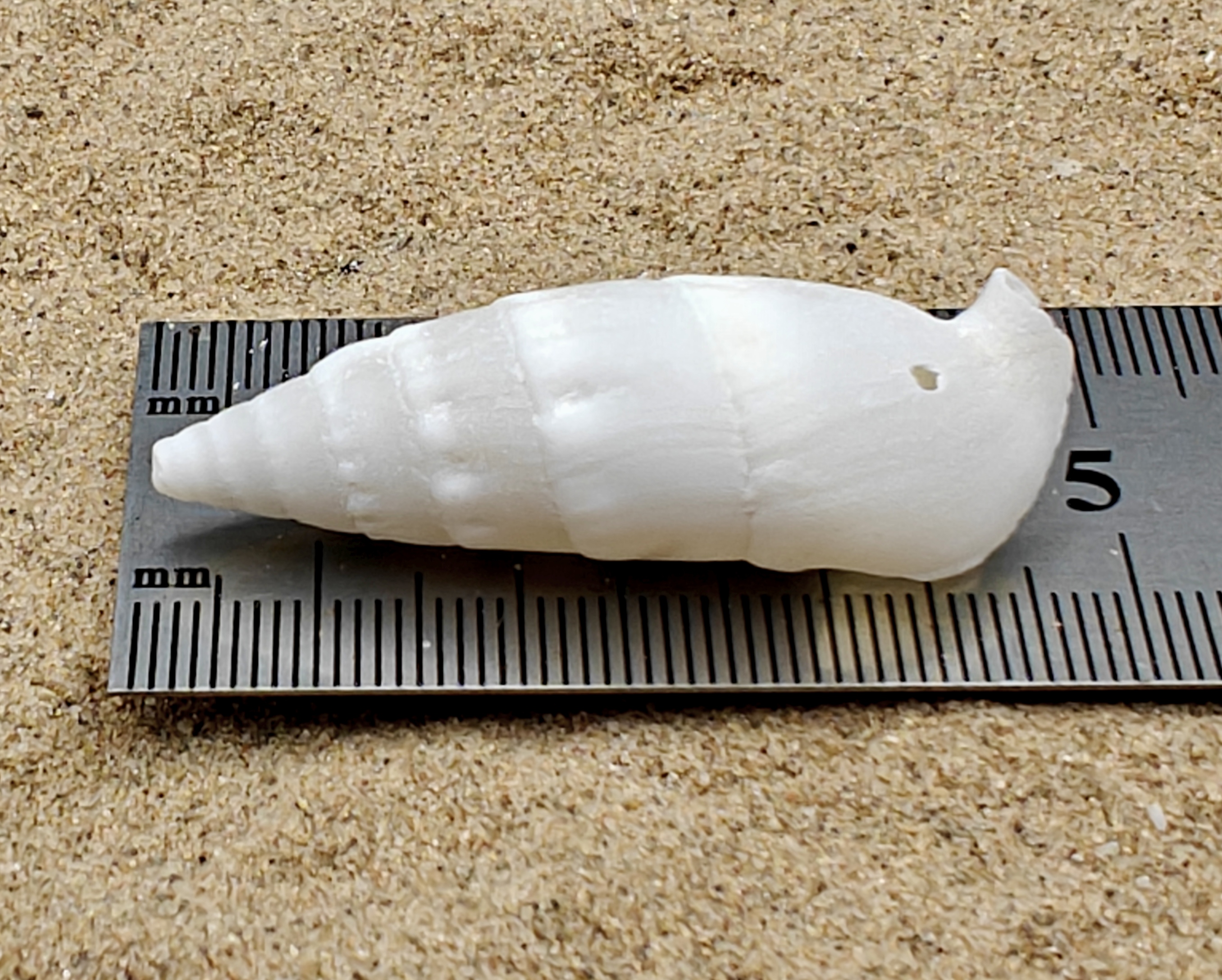 White Icicles Cerith Shell ( Medium)
