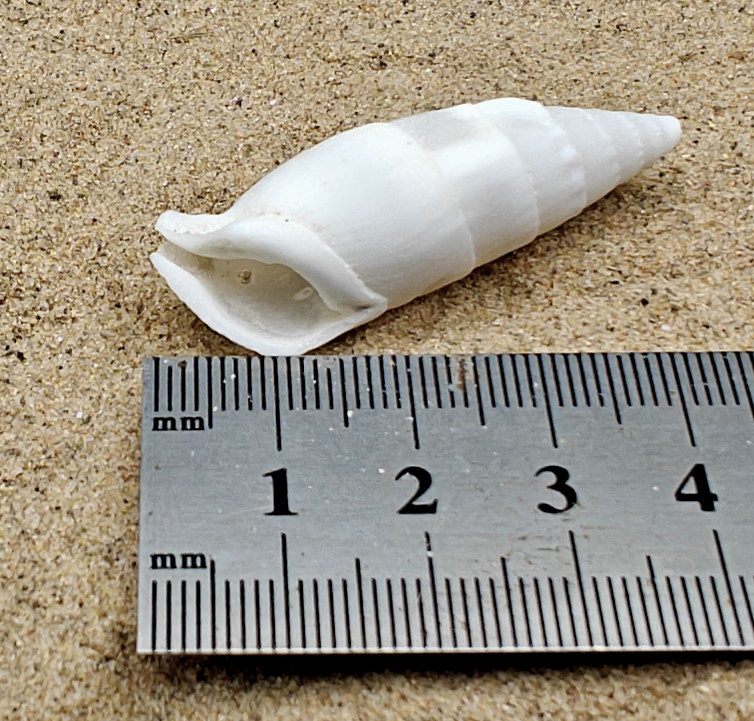 White Icicles Cerith Shell ( Medium)