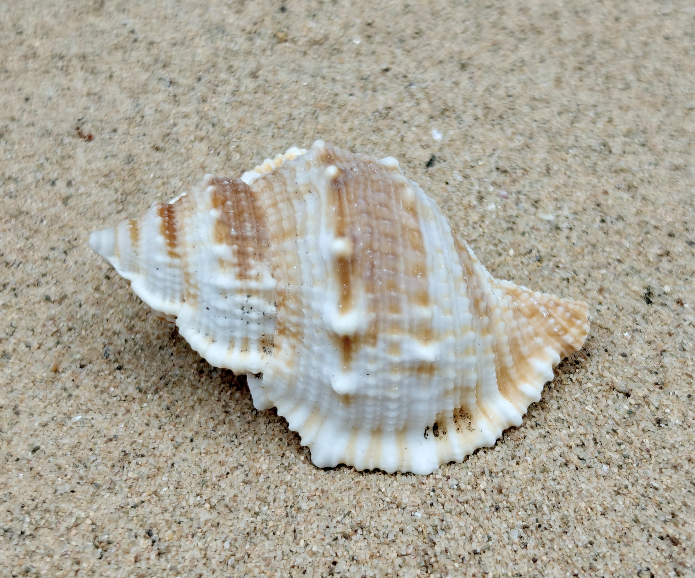 Frog Shell (Medium)