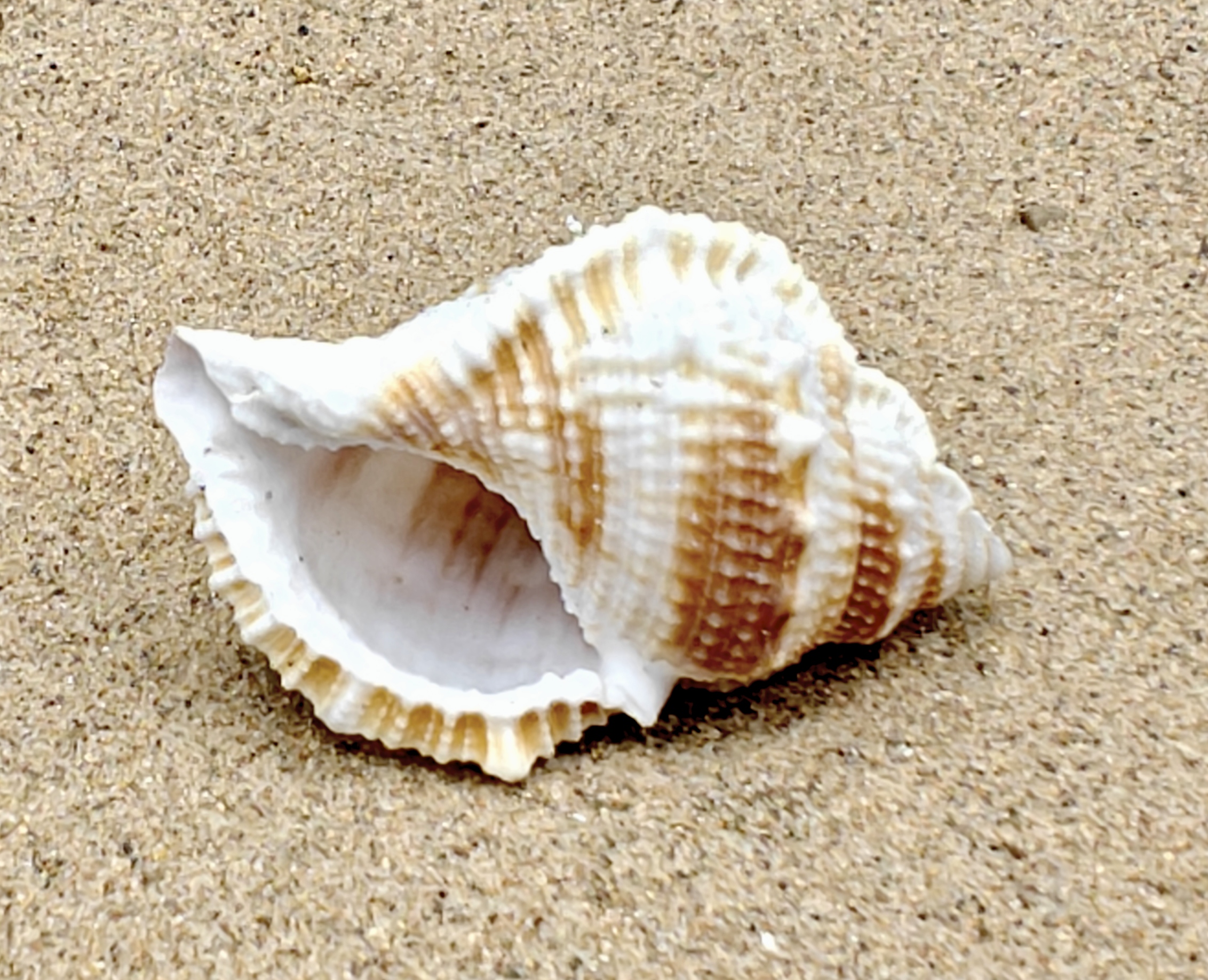 Frog Shell (Medium)