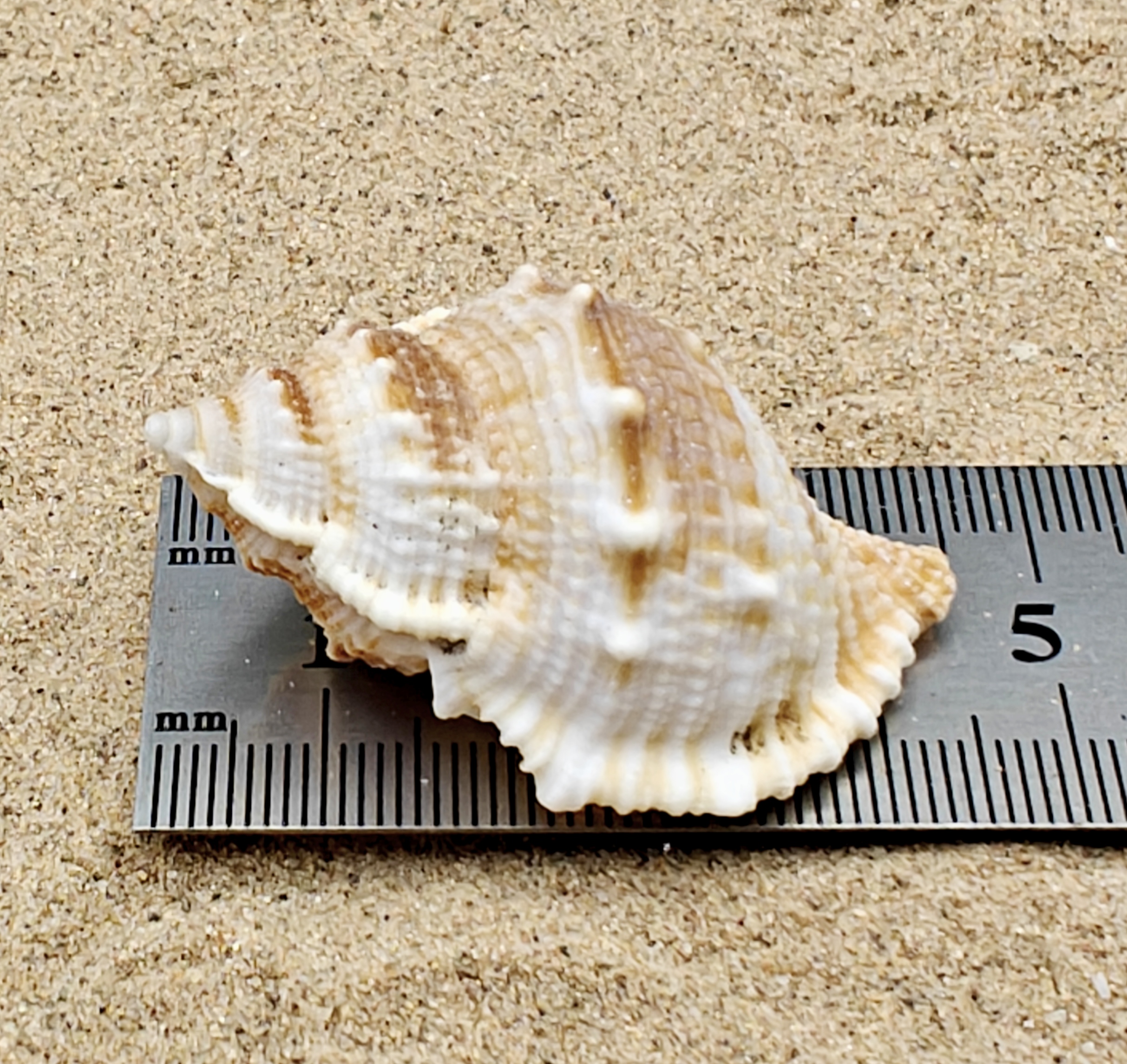 Frog Shell (Medium)