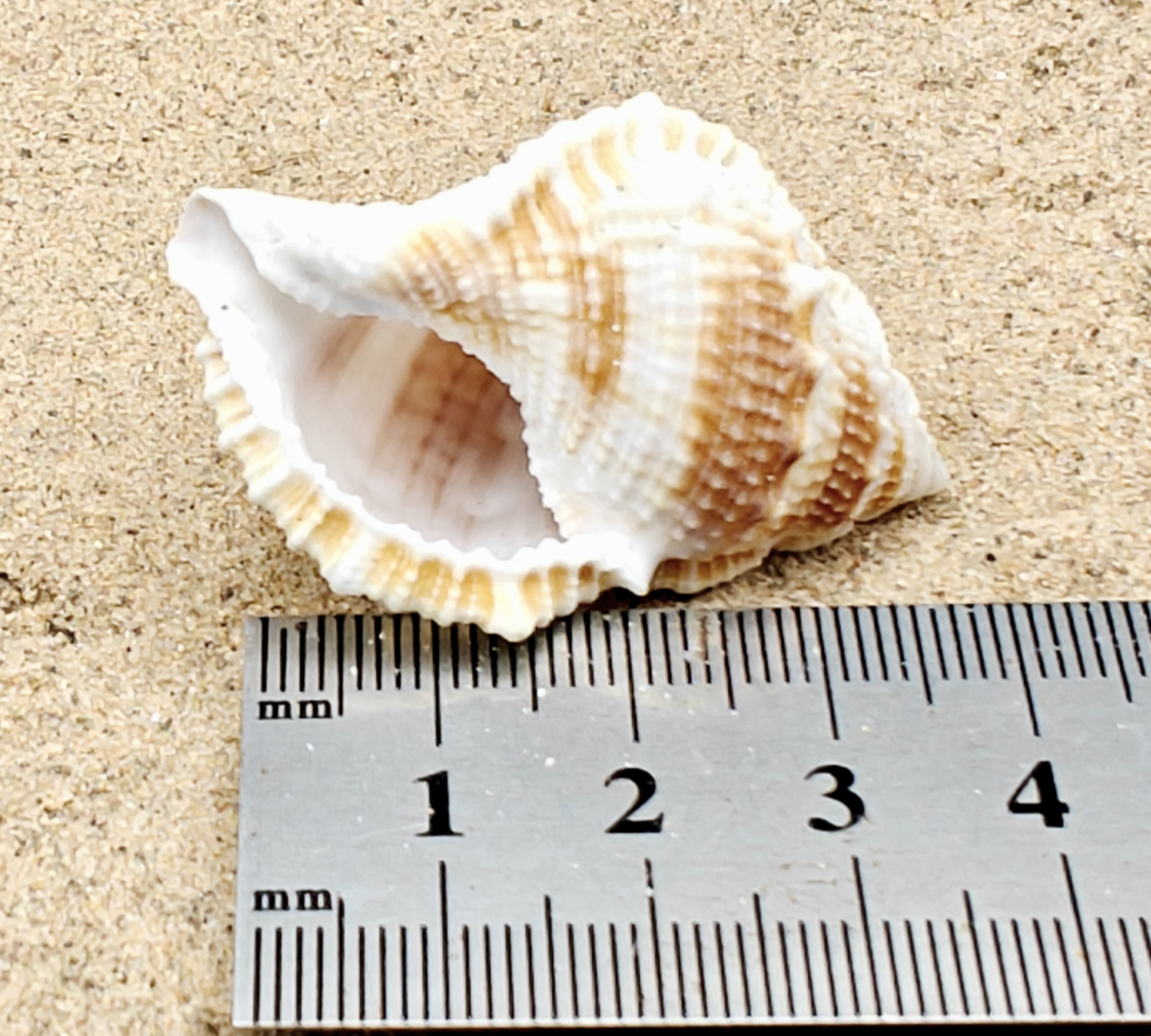 Frog Shell (Medium)