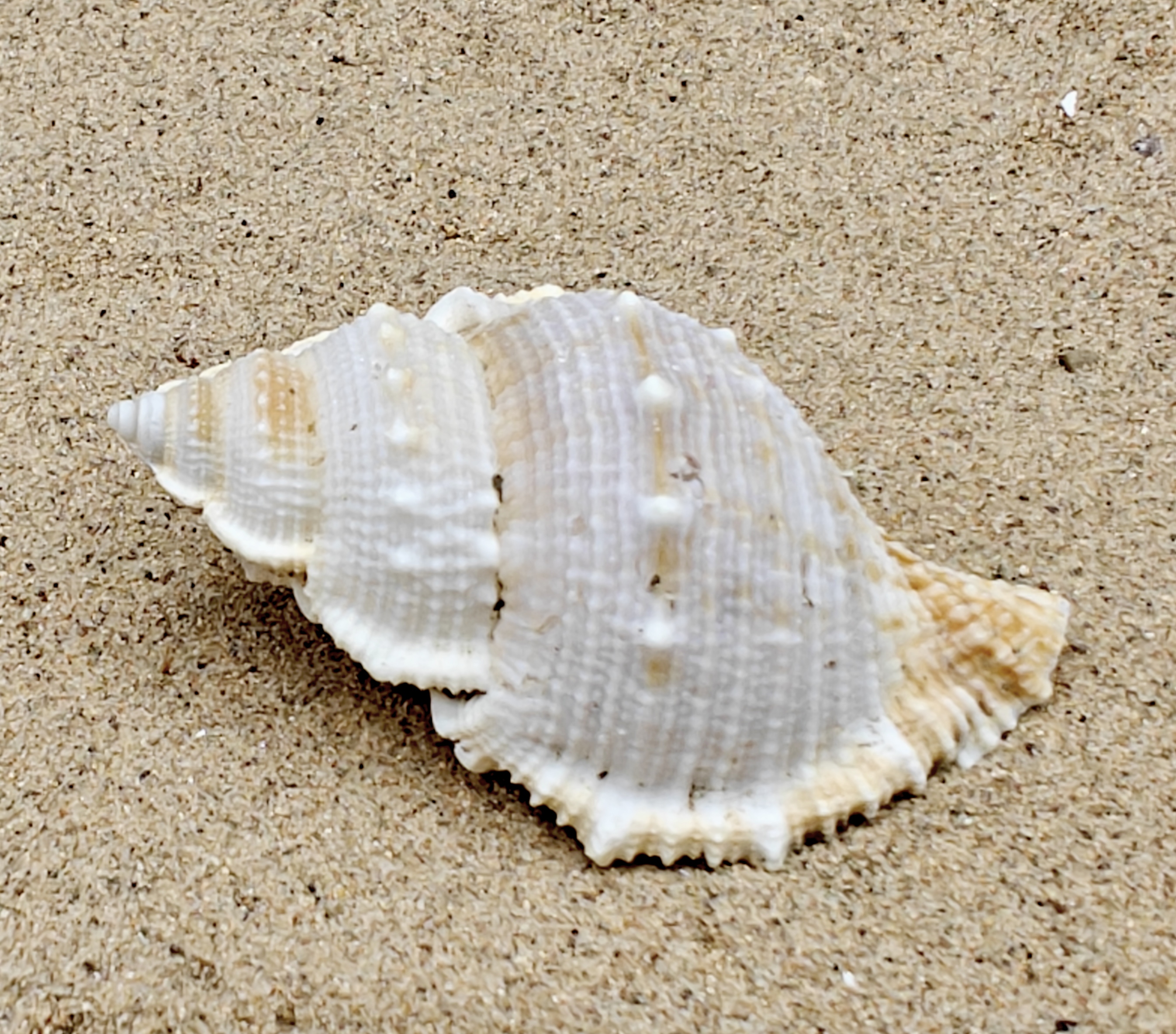 Frog Shell (Large)