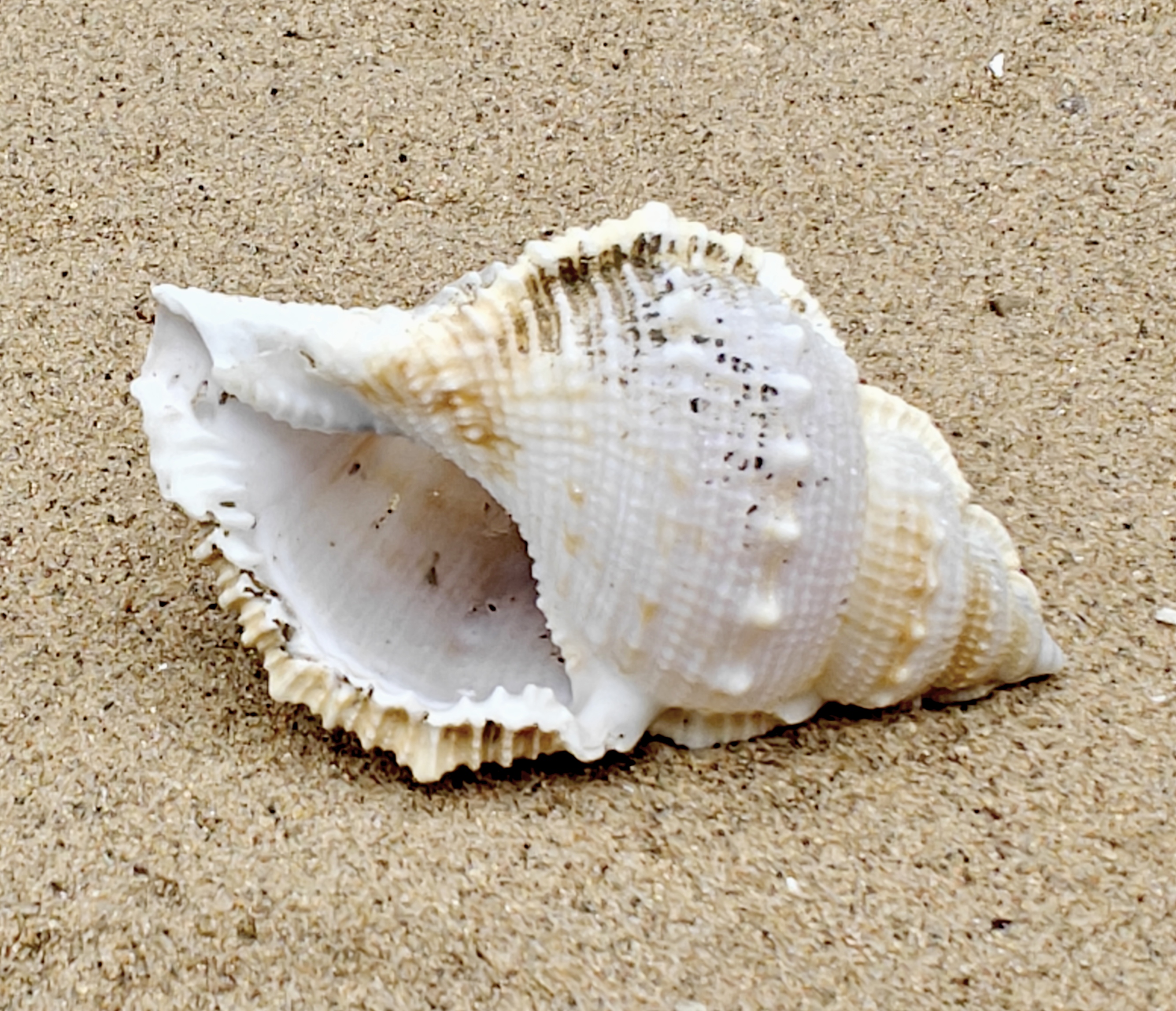 Frog Shell (Large)