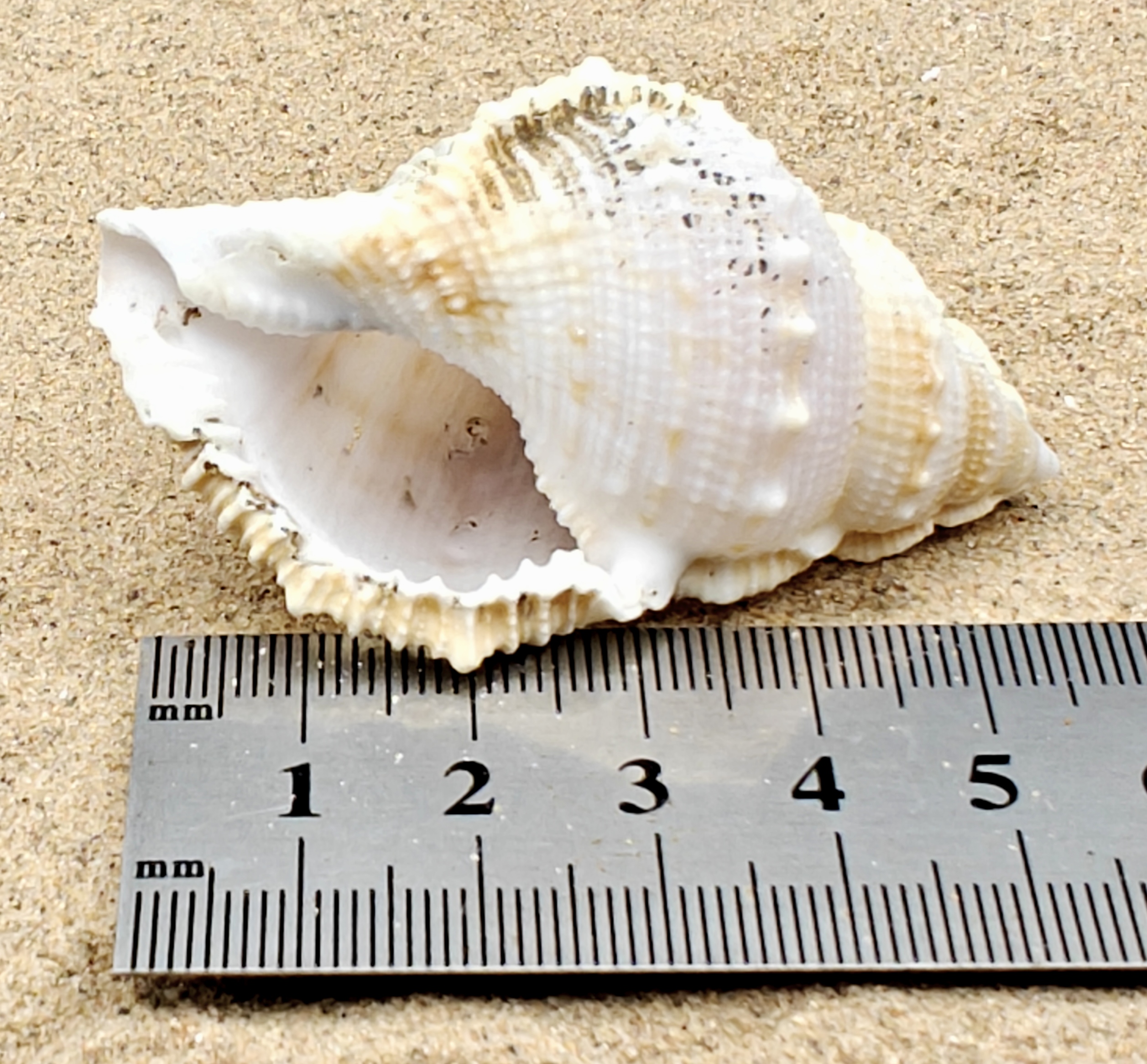 Frog Shell (Large)