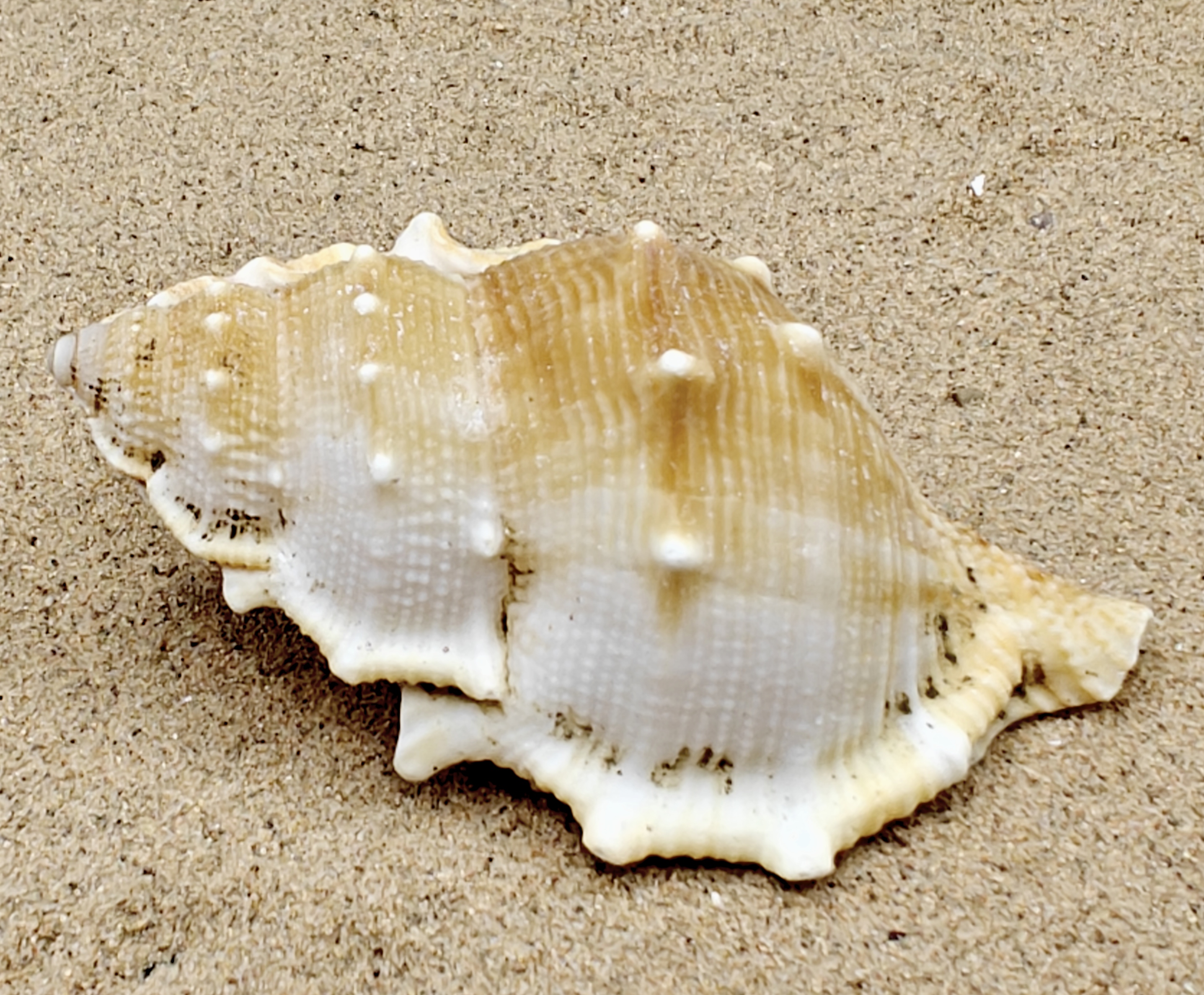 Frog Shell (Extra Large)