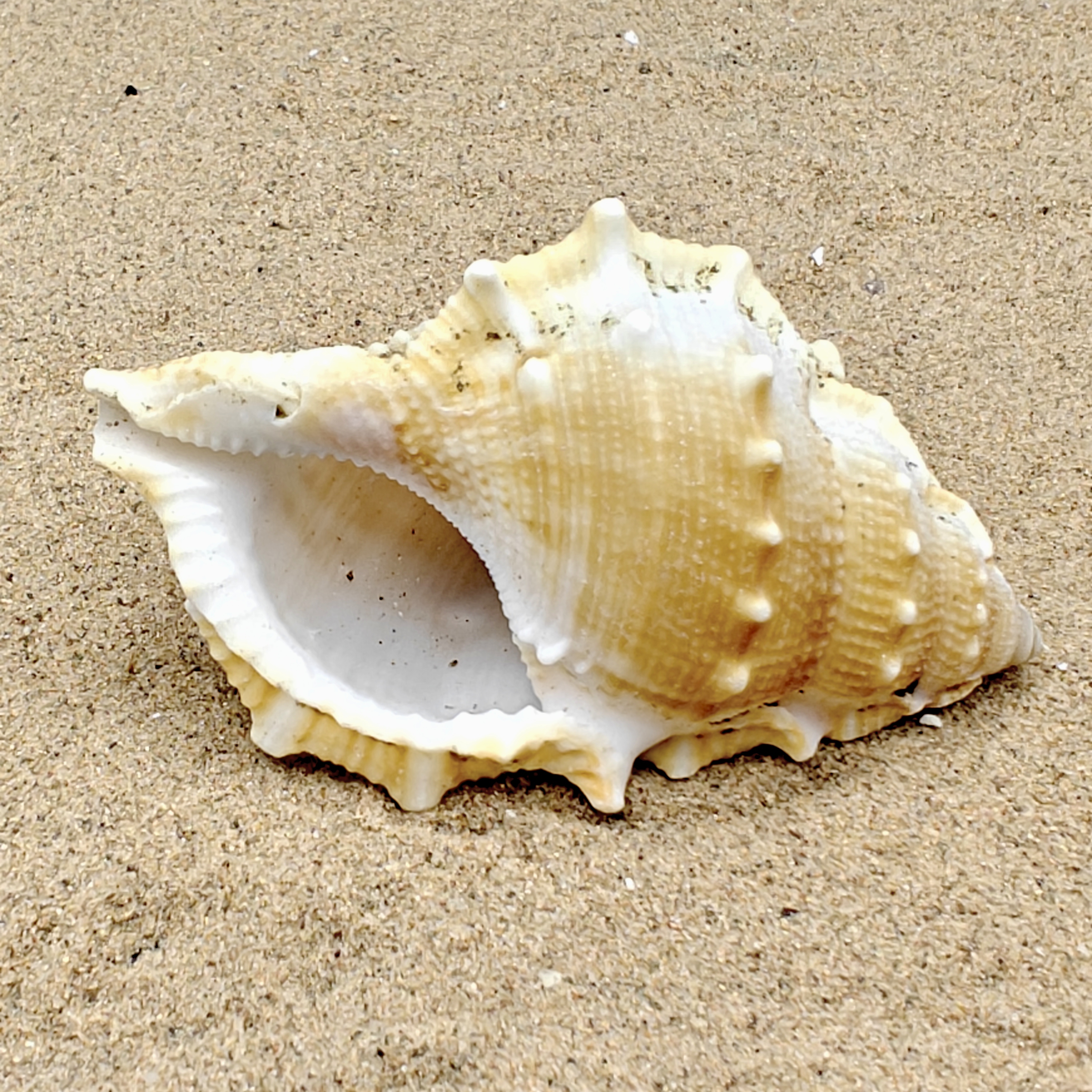 Frog Shell (Extra Large)