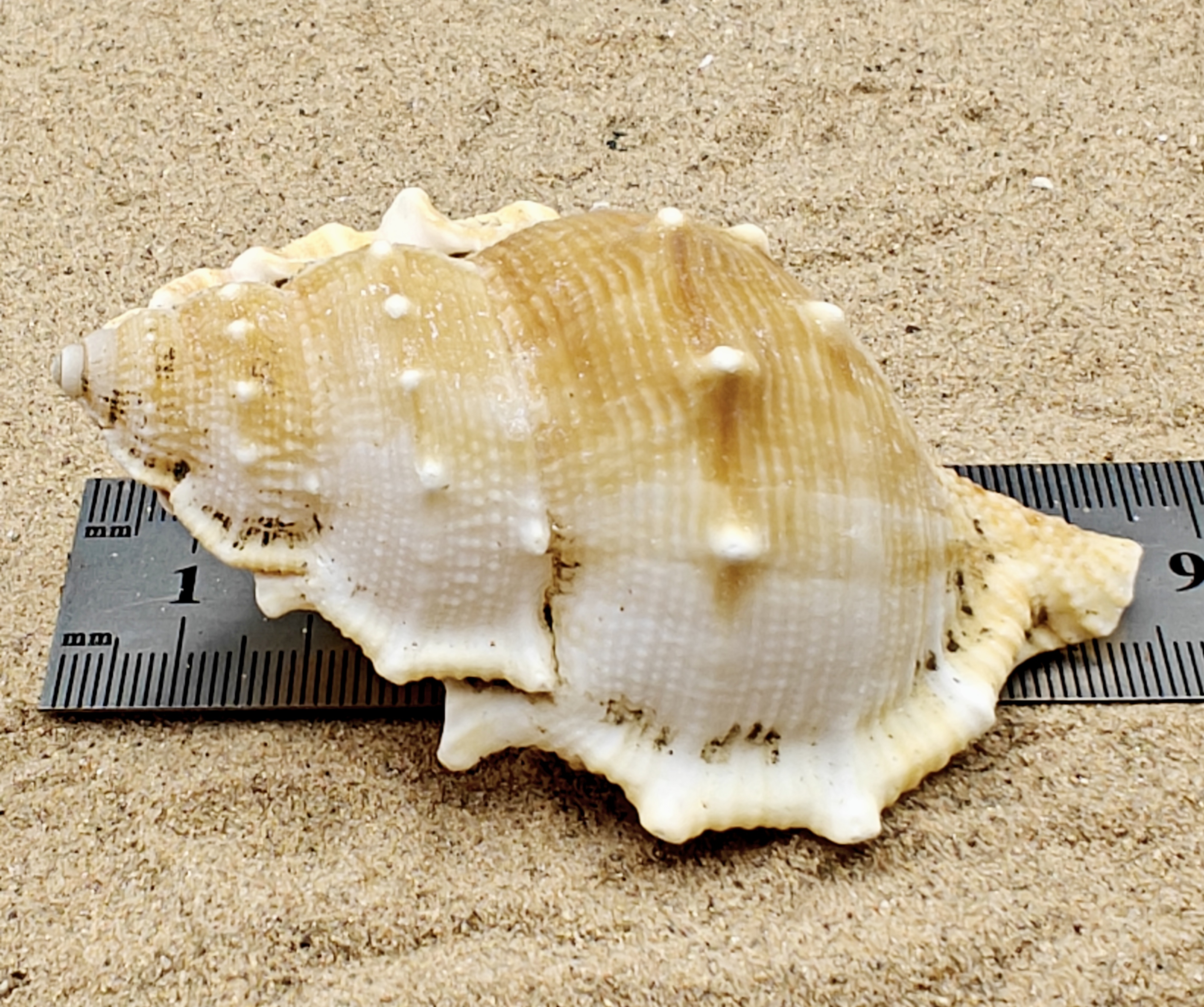Frog Shell (Extra Large)
