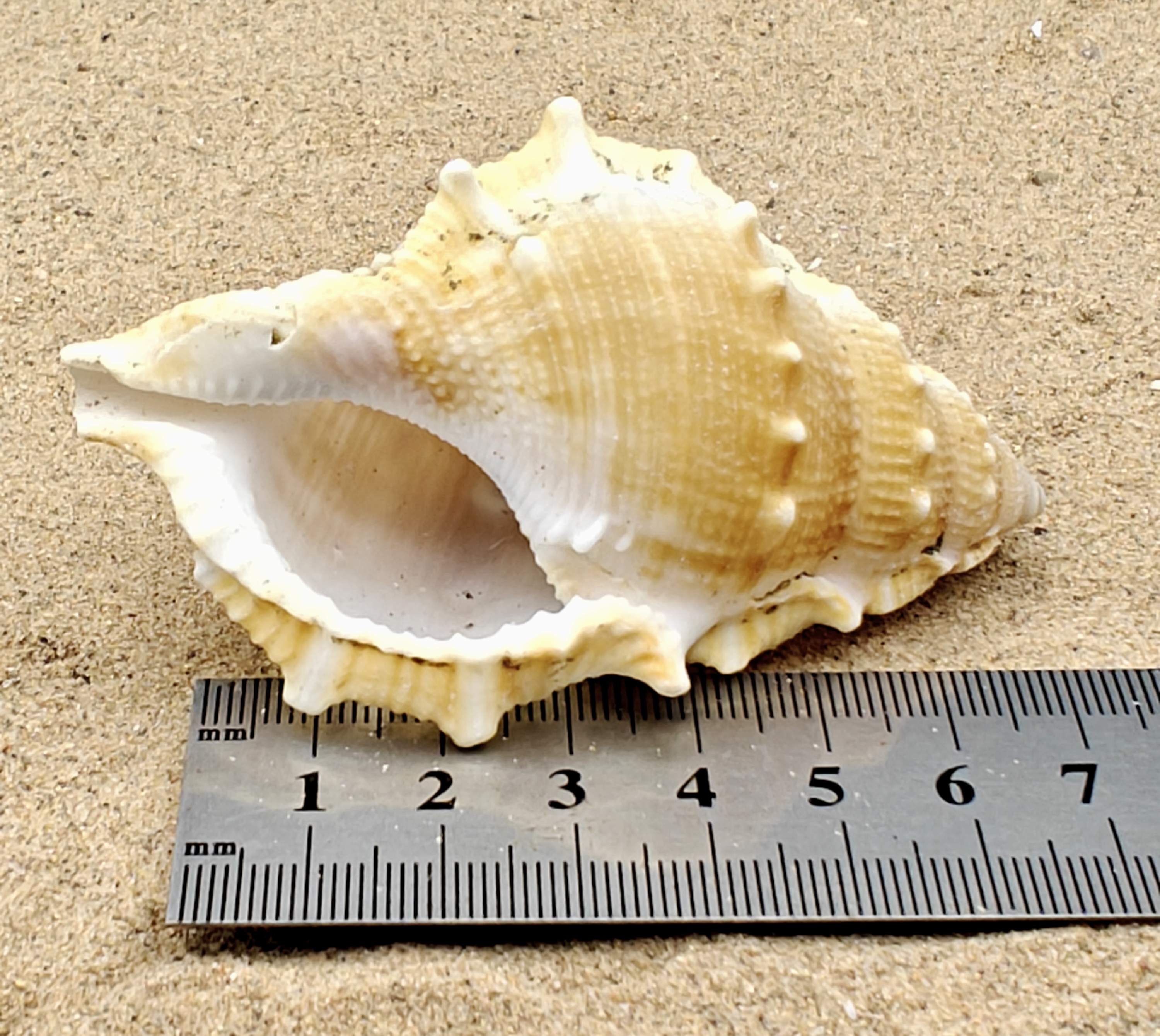 Frog Shell (Extra Large)