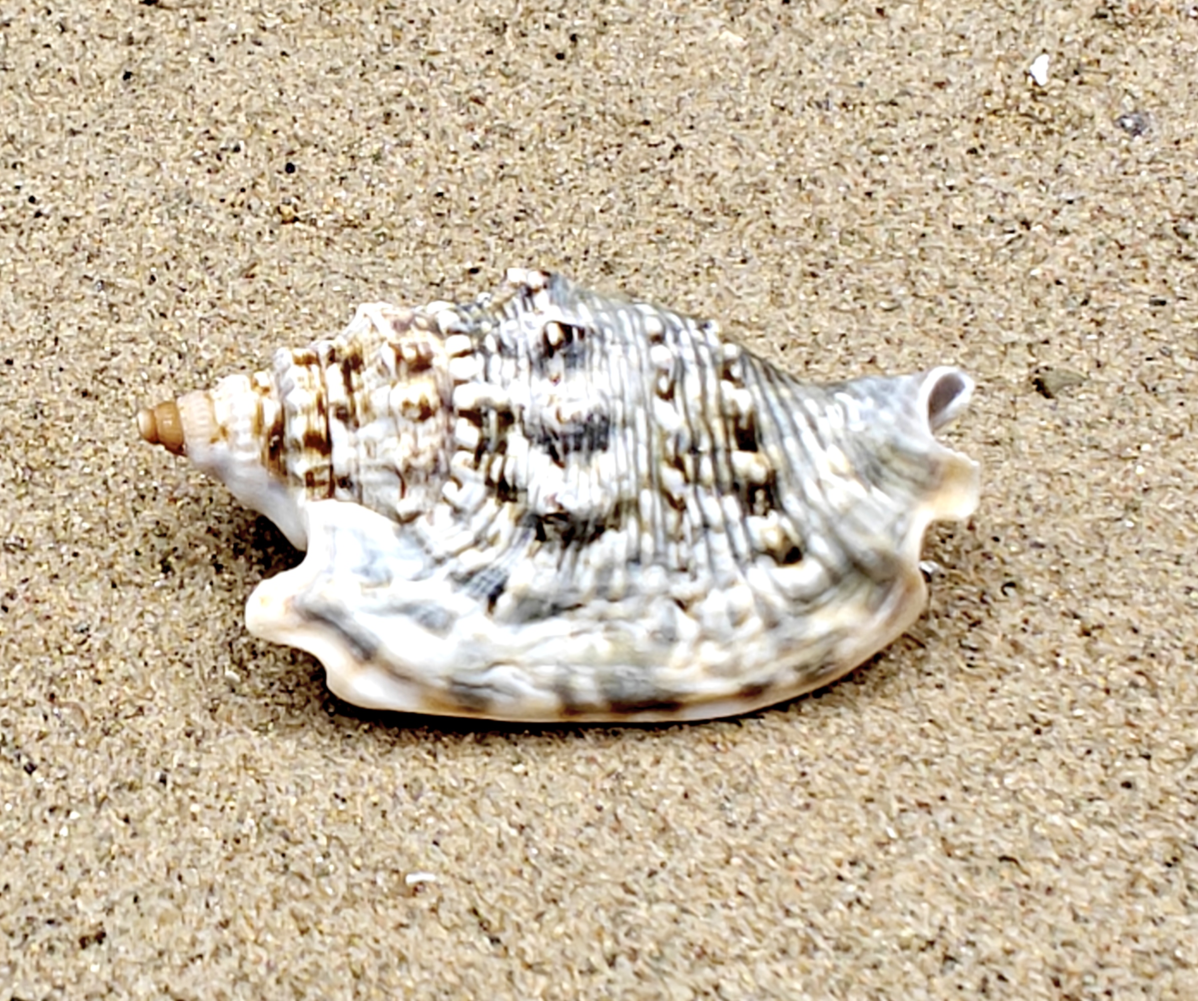 Diana's Ears Conch Shell (Medium)