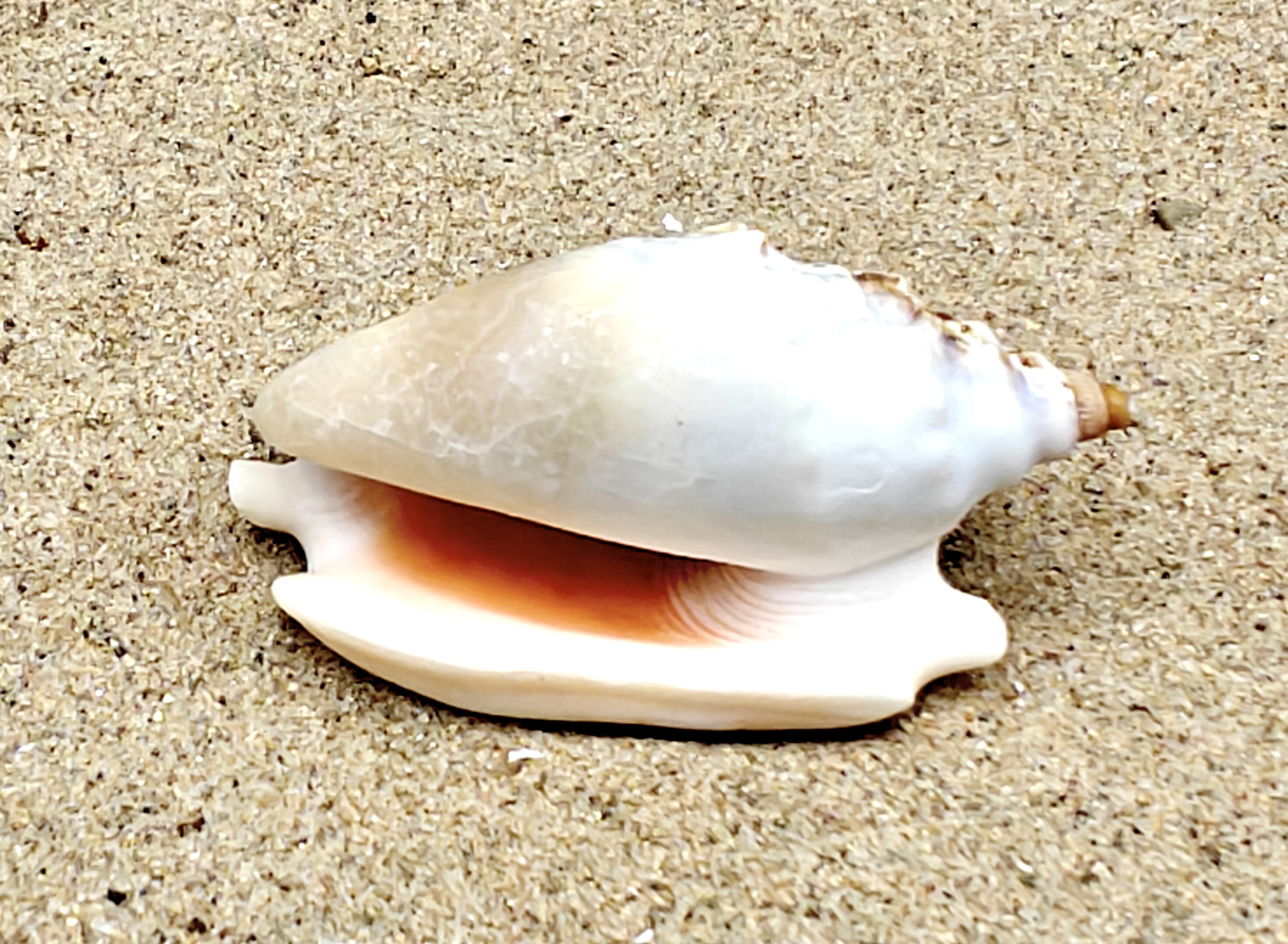 Diana's Ears Conch Shell (Medium)