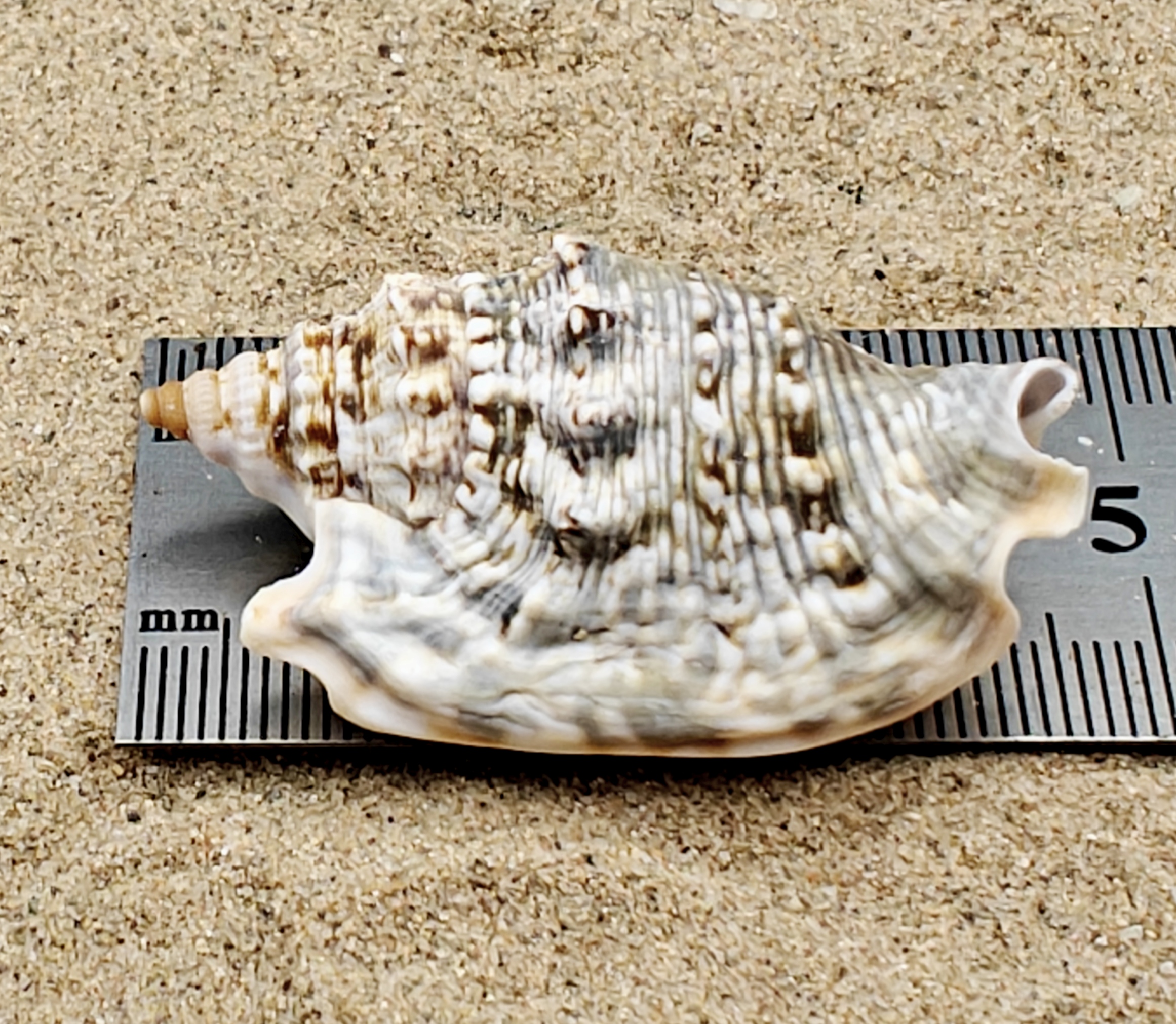 Diana's Ears Conch Shell (Medium)