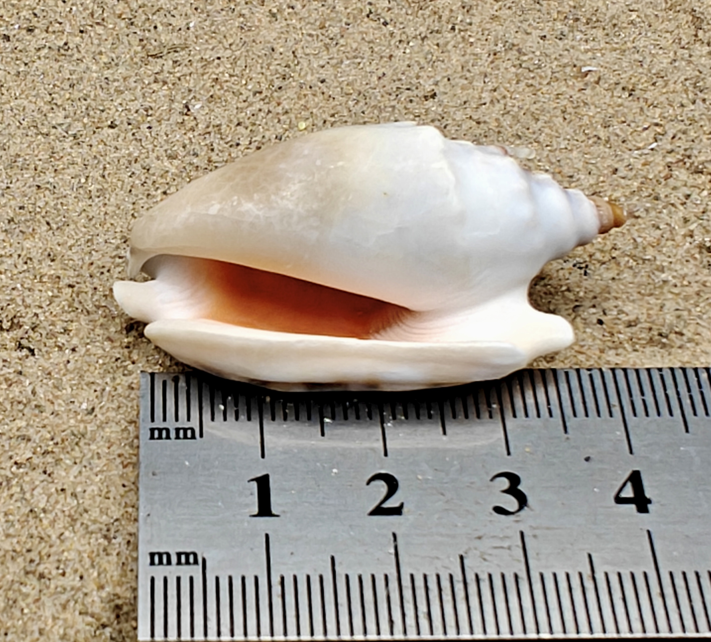 Diana's Ears Conch Shell (Medium)