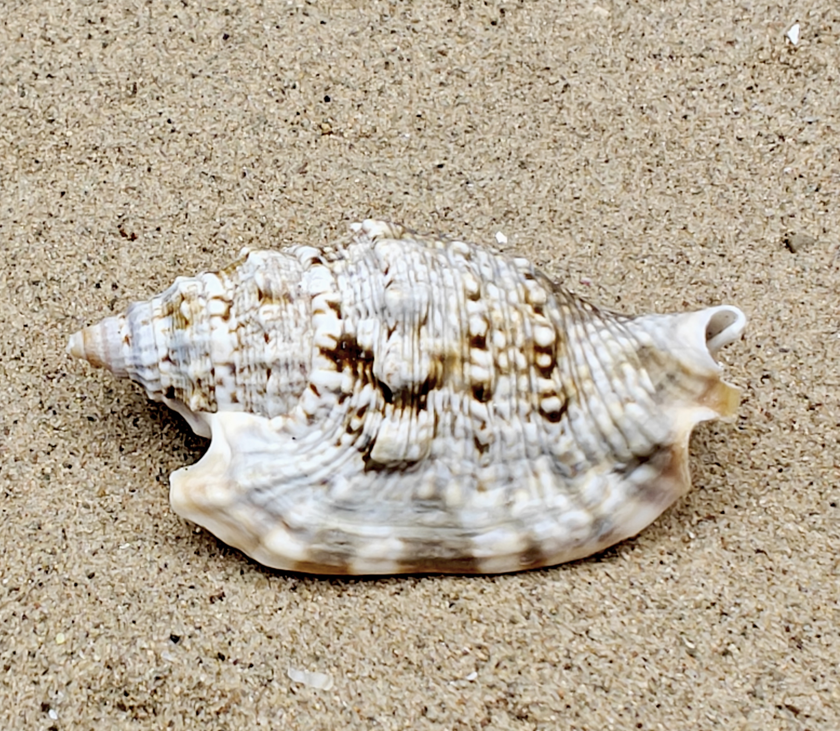 Diana's Ears Conch Shell (Large)