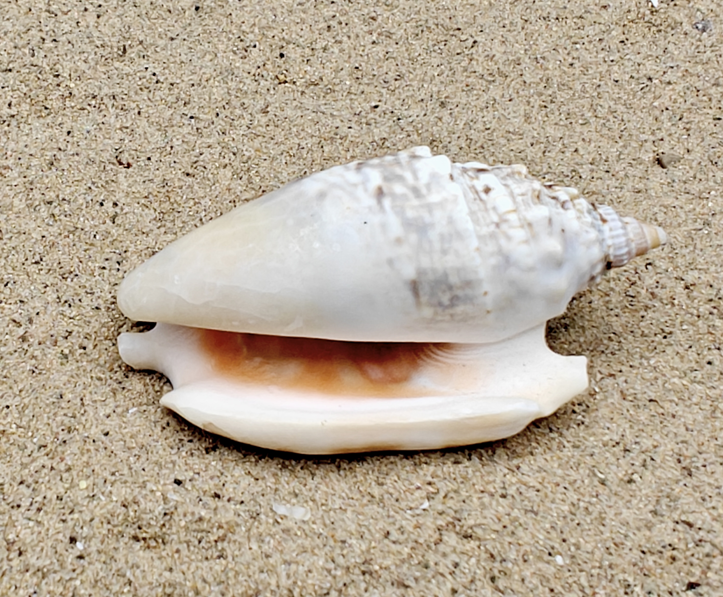 Diana's Ears Conch Shell (Large)