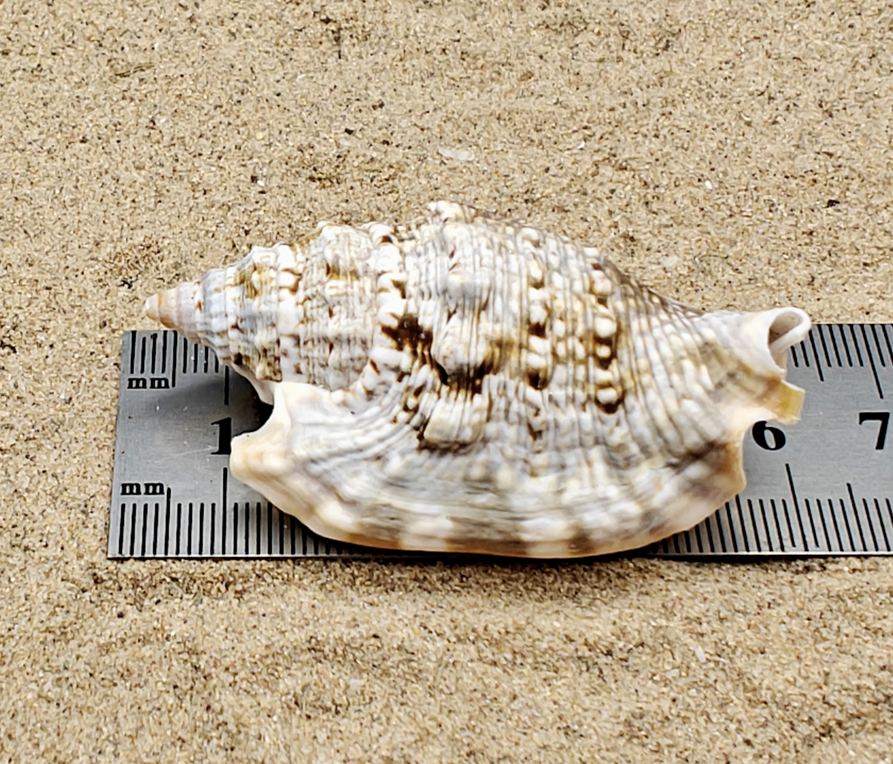 Diana's Ears Conch Shell (Large)
