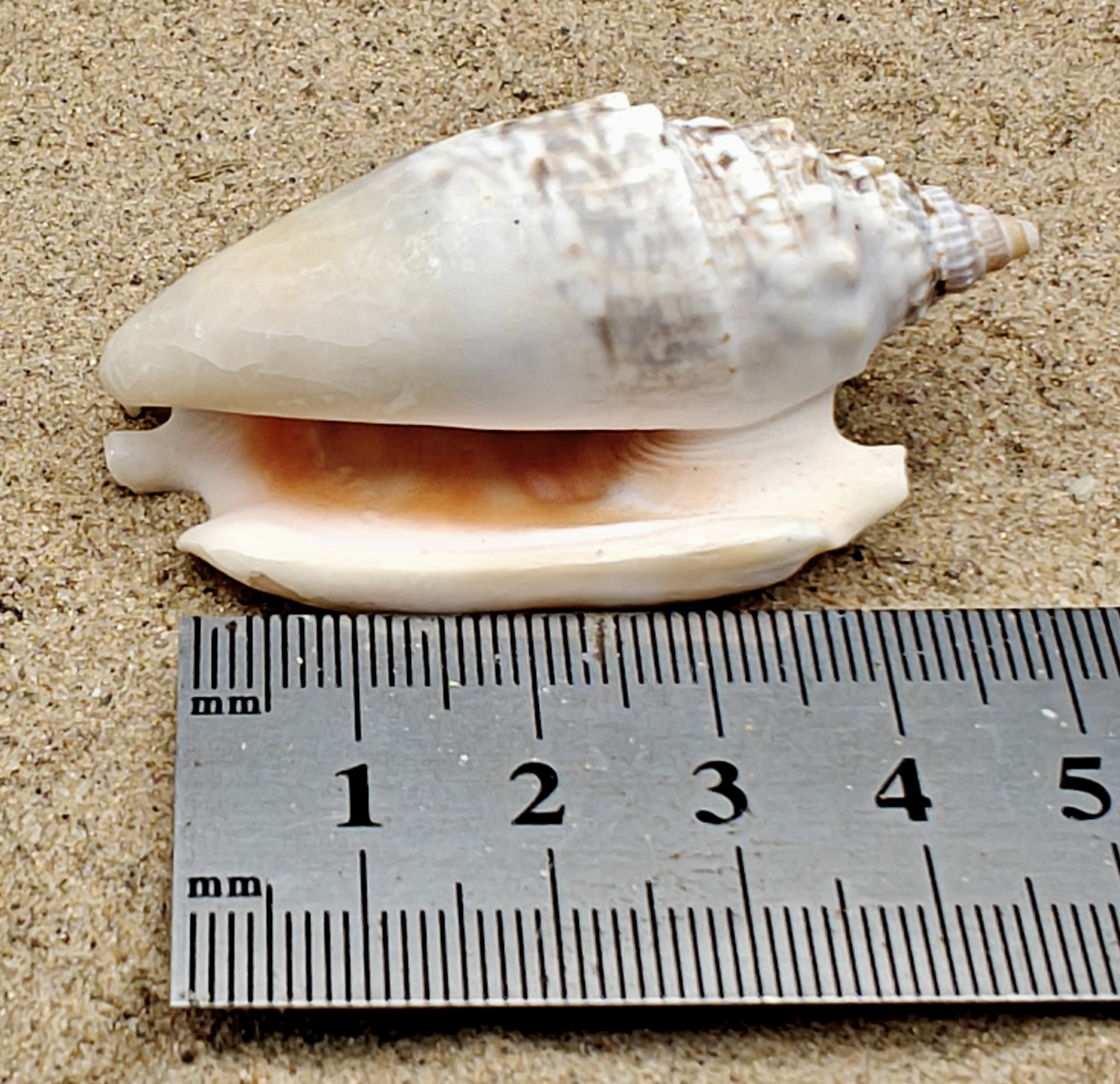 Diana's Ears Conch Shell (Large)