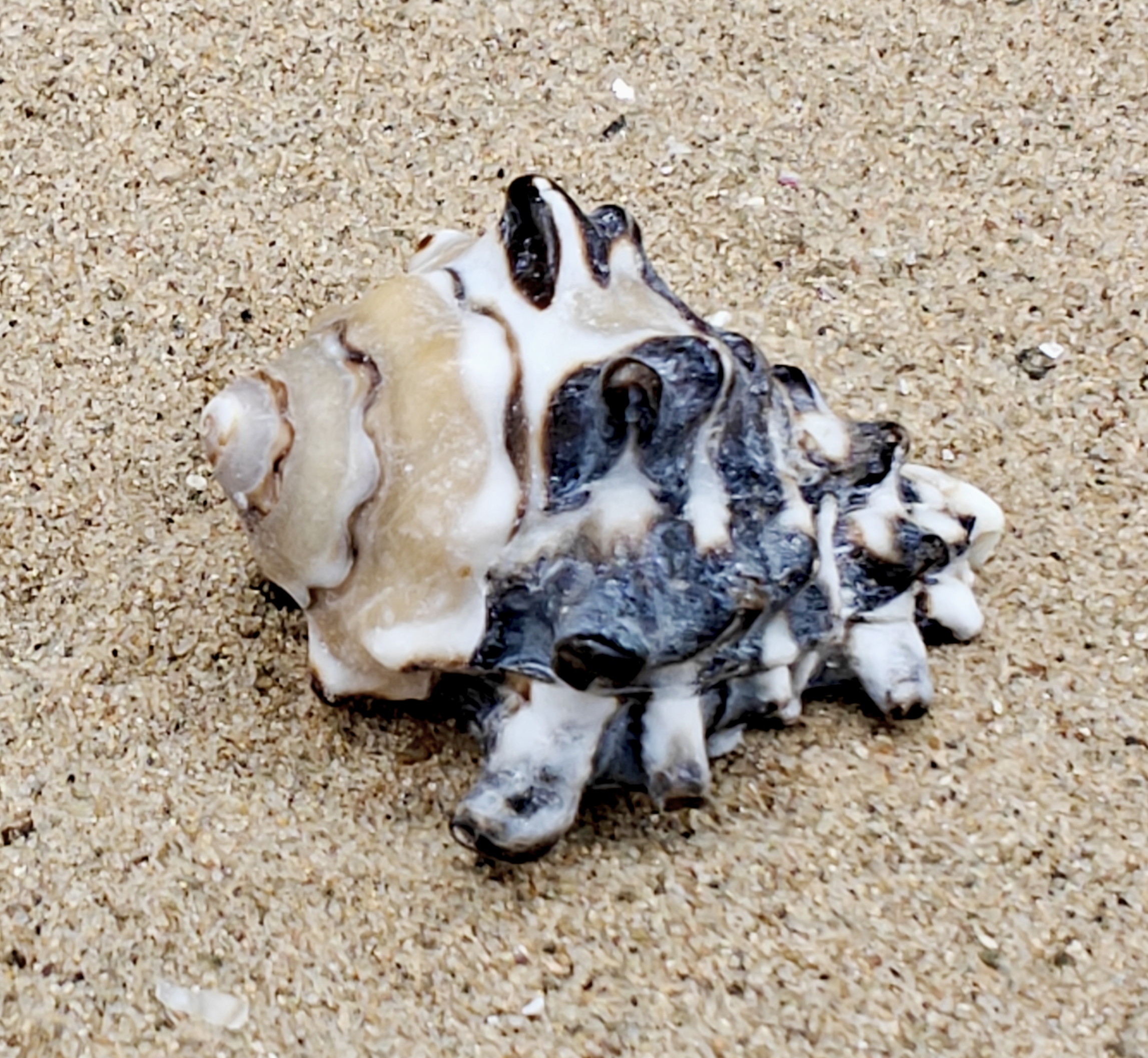 Vassum Shell (Medium)
