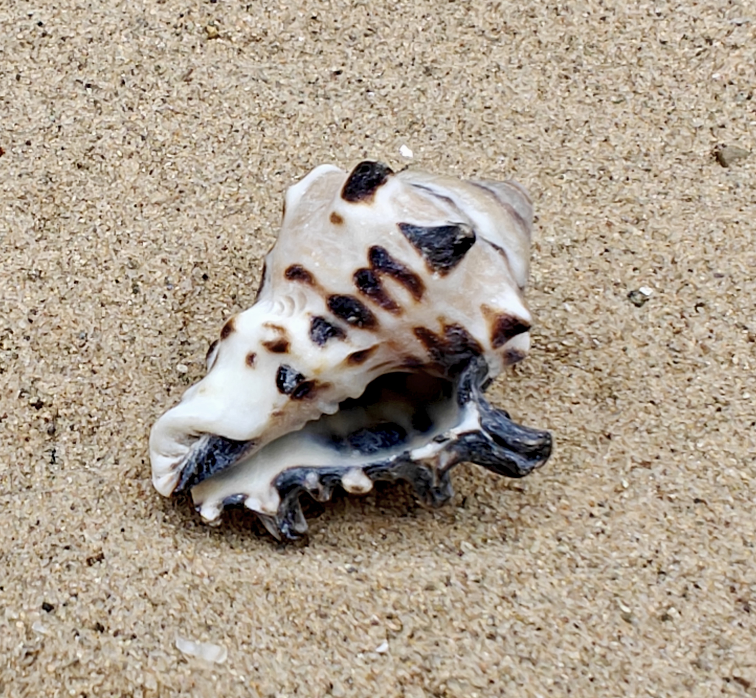 Vassum Shell (Medium)