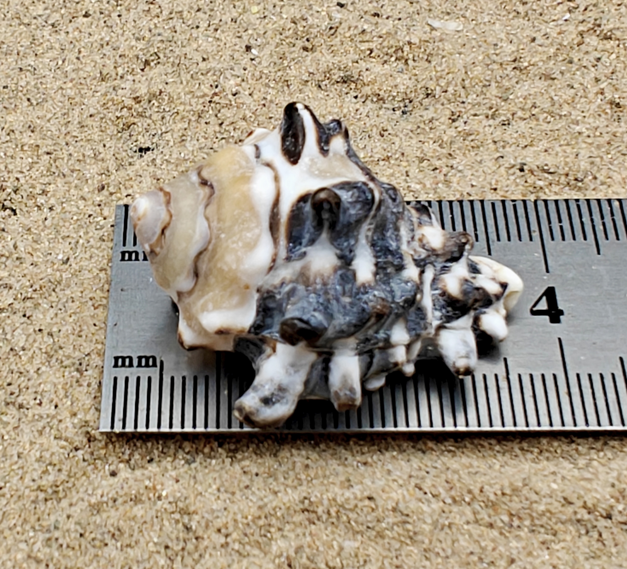 Vassum Shell (Medium)