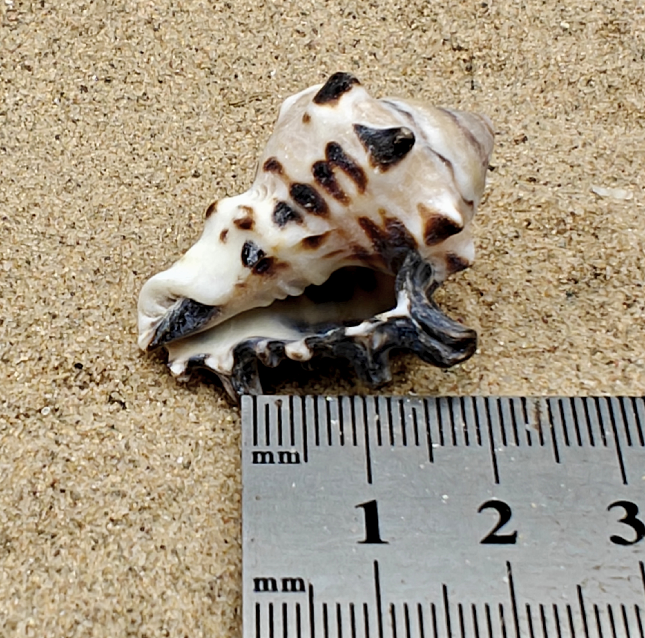 Vassum Shell (Medium)