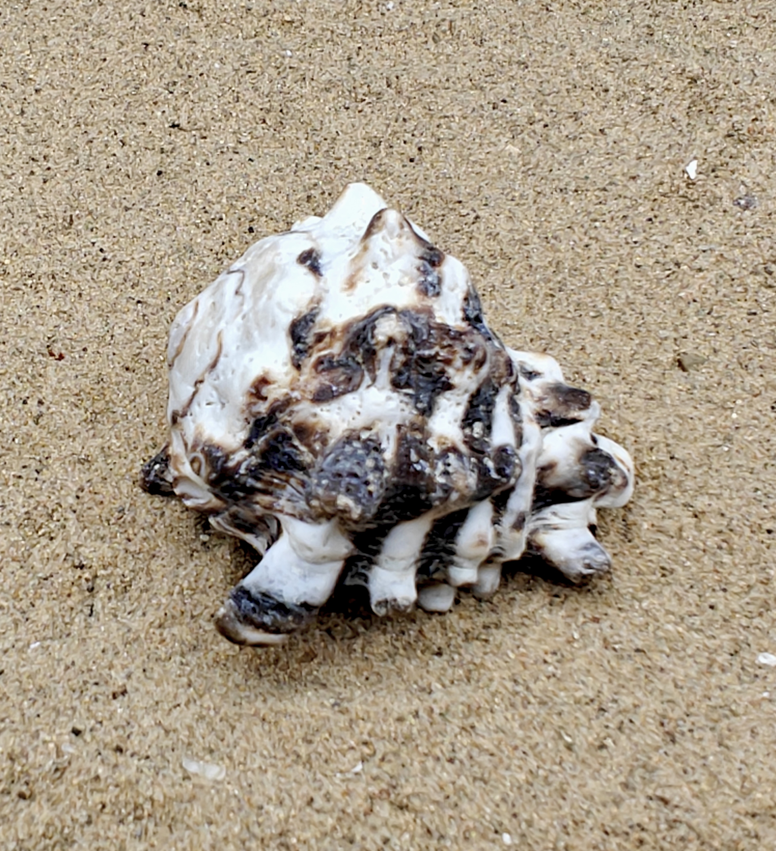 Vassum Shell (Large)