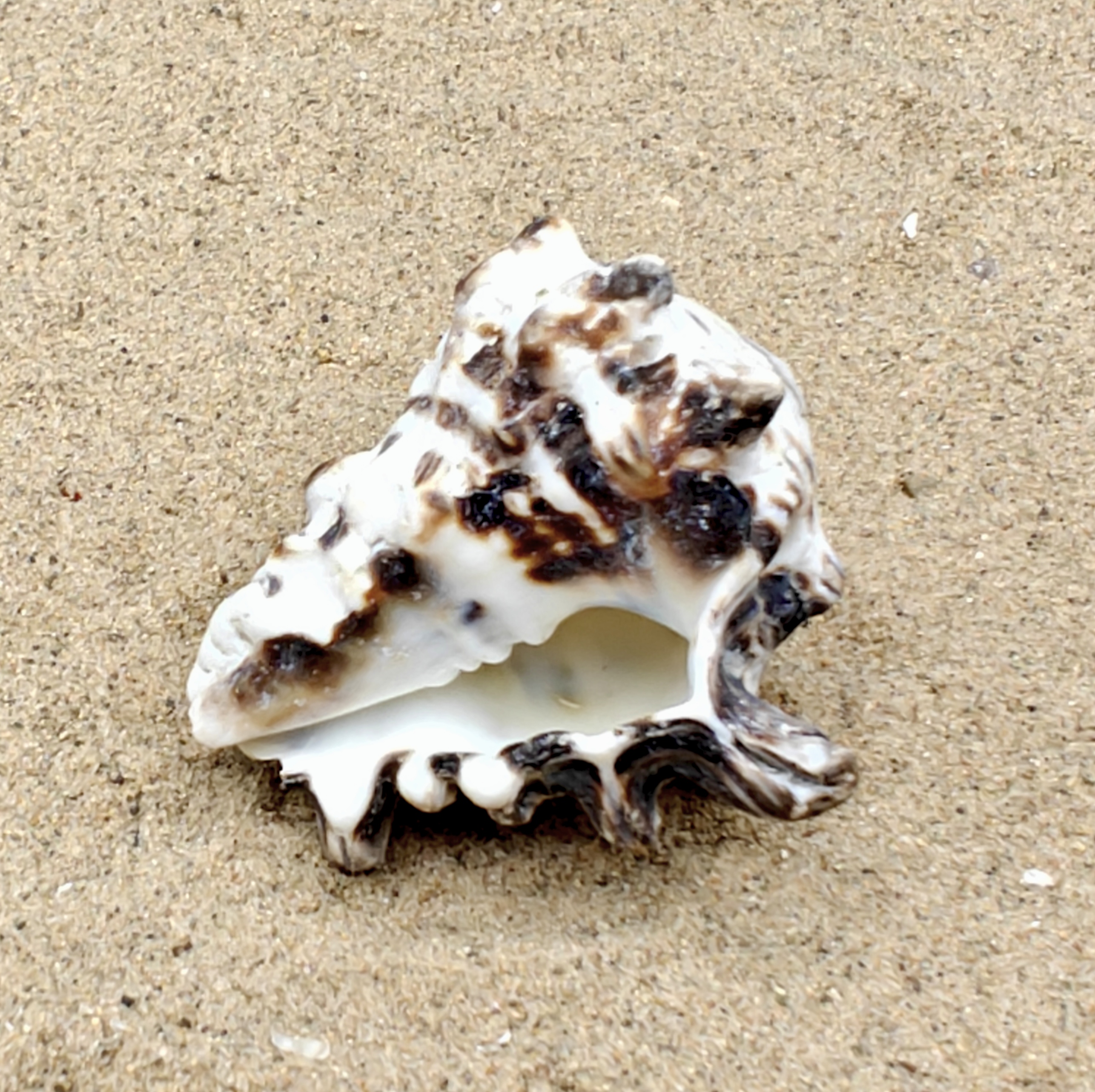Vassum Shell (Large)