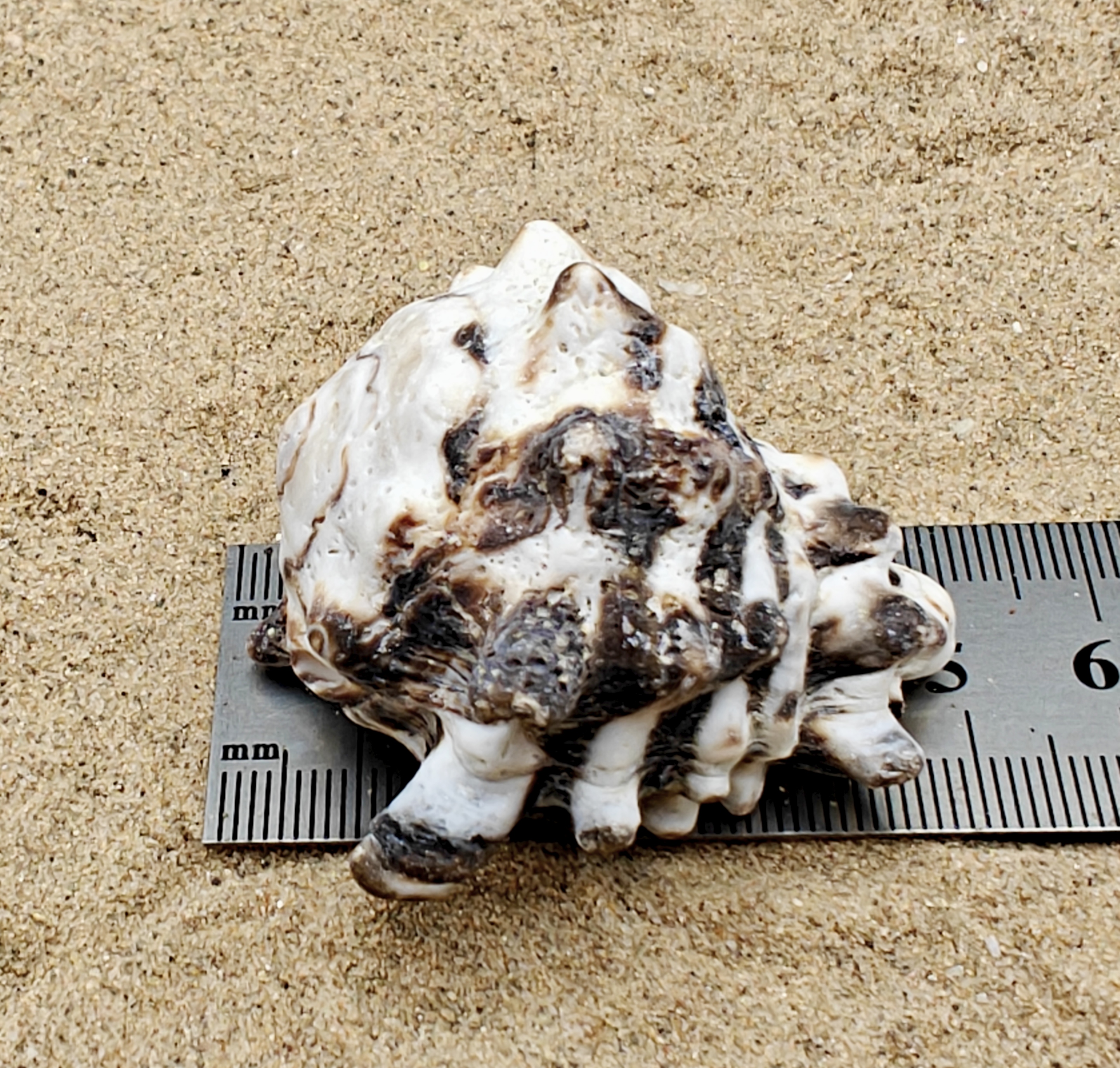 Vassum Shell (Large)