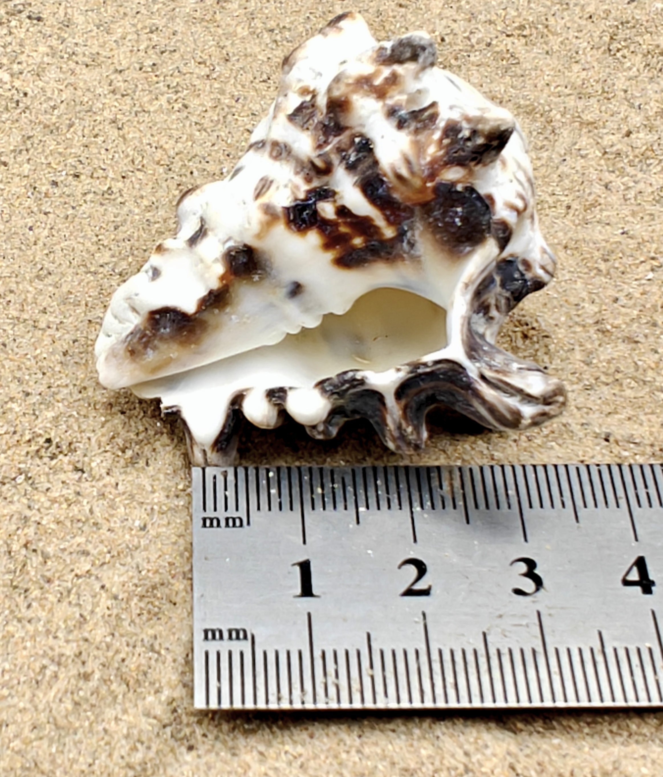 Vassum Shell (Large)