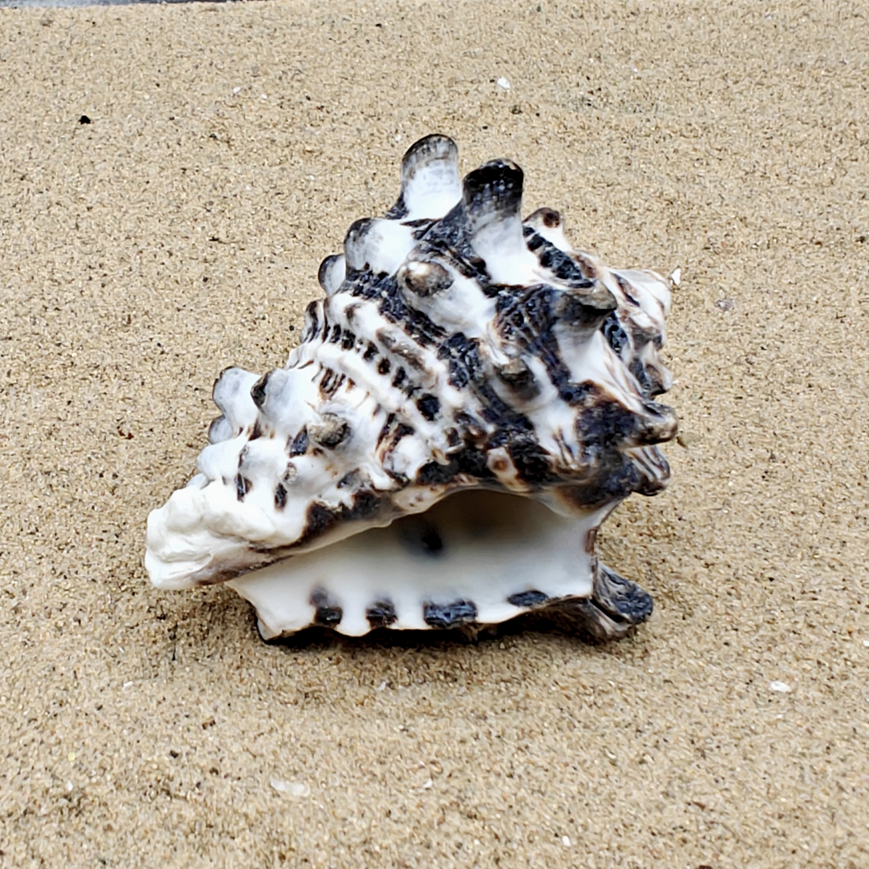 Vassum Shell (Extra Large)