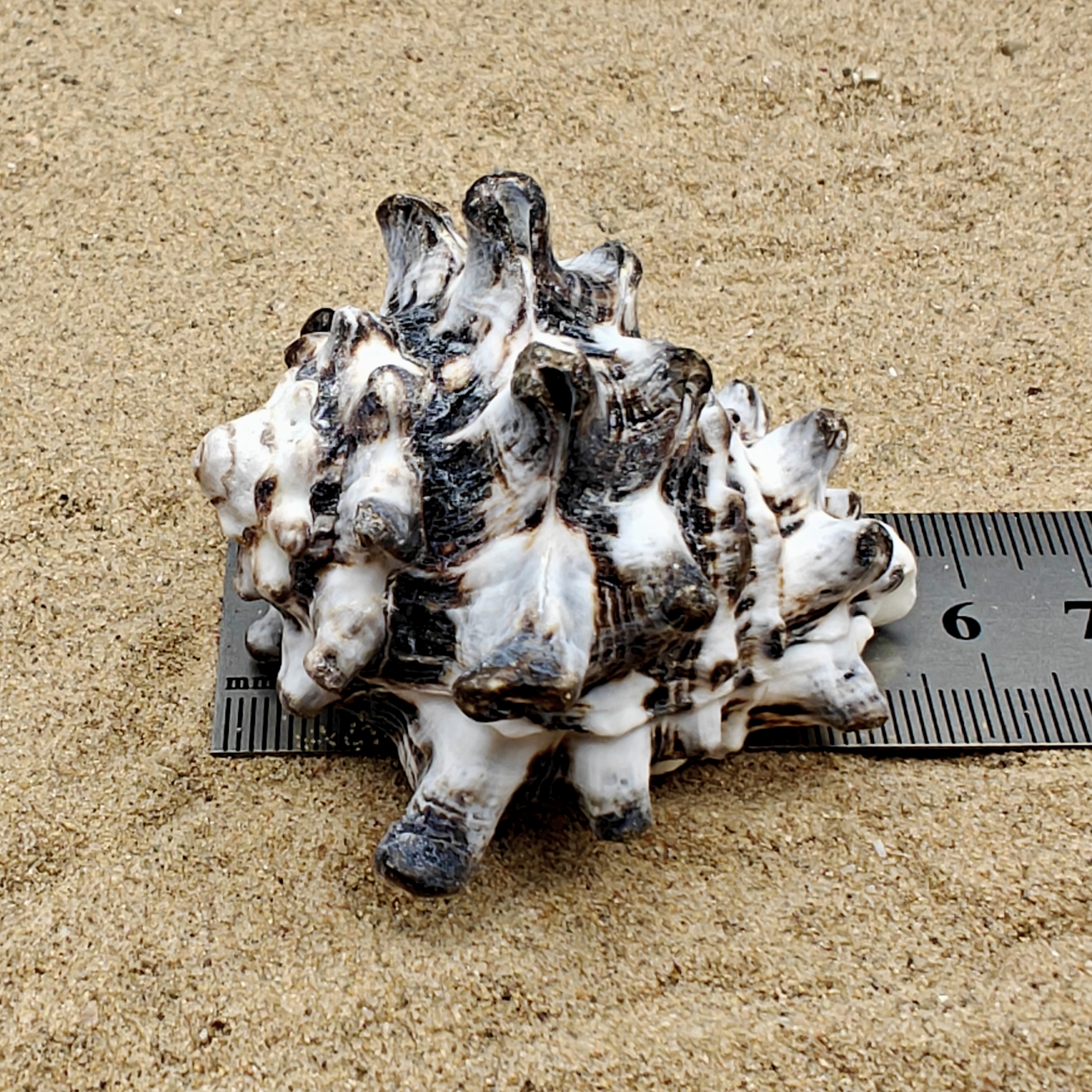 Vassum Shell (Extra Large)