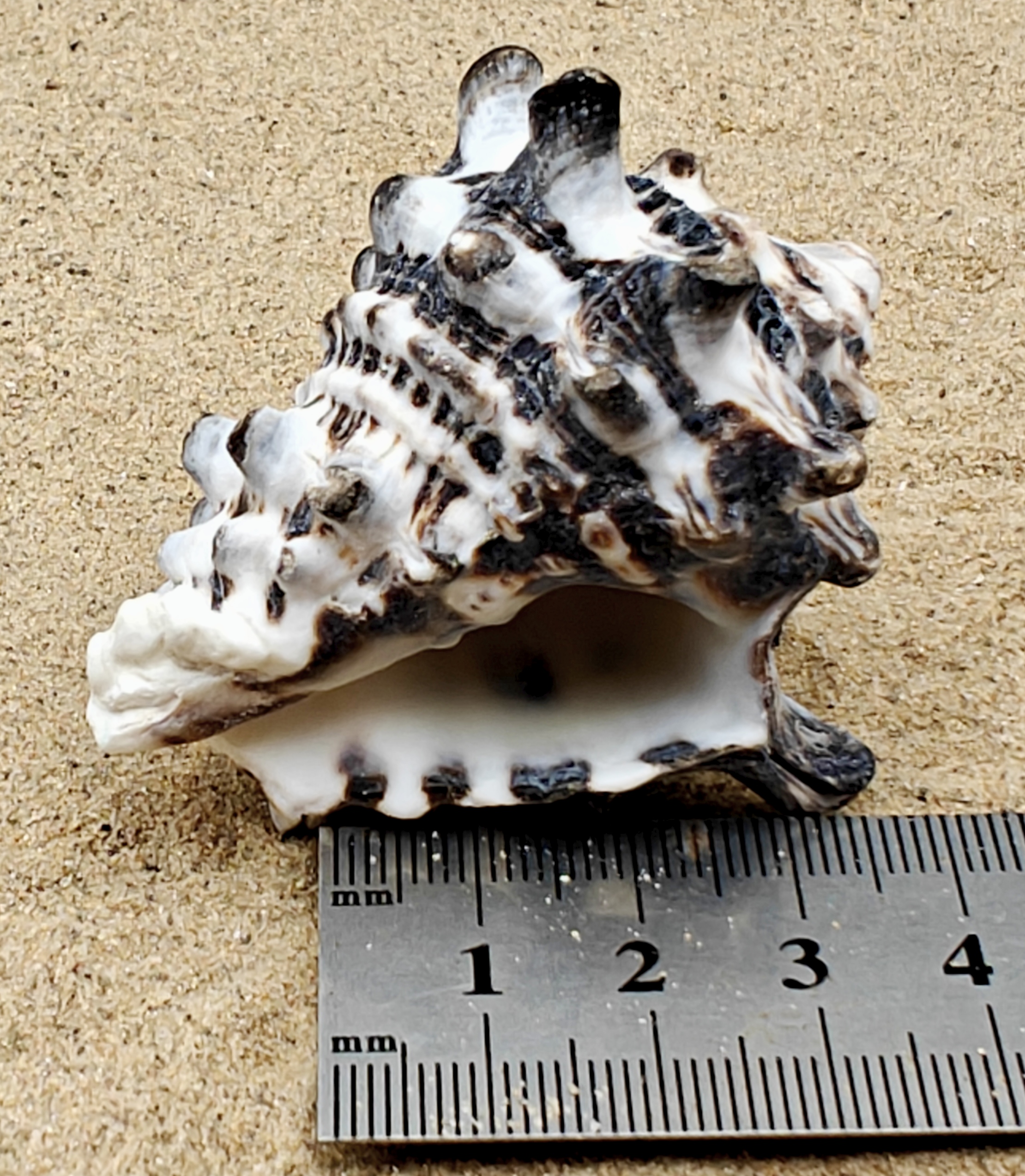 Vassum Shell (Extra Large)