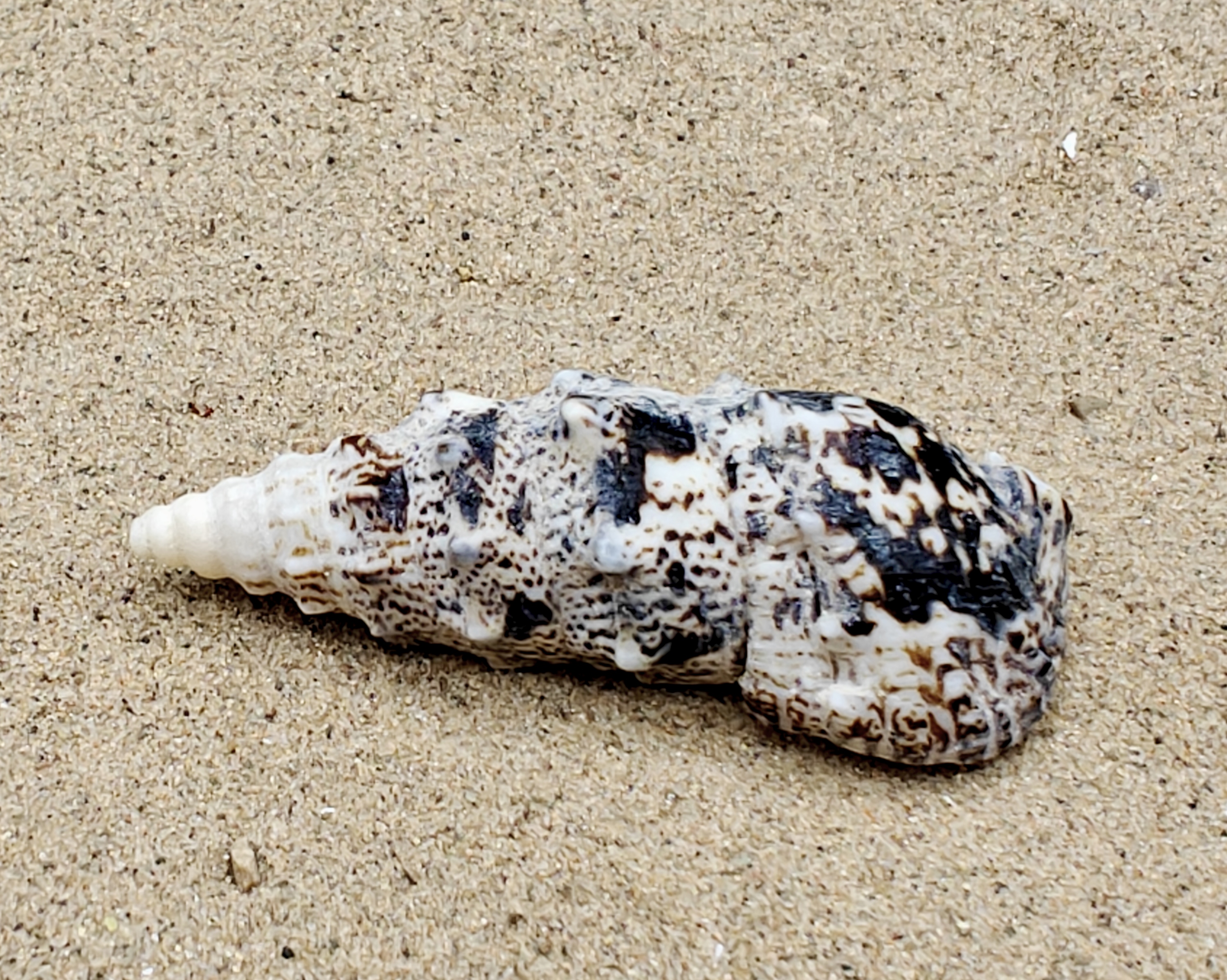 Cerith Shell