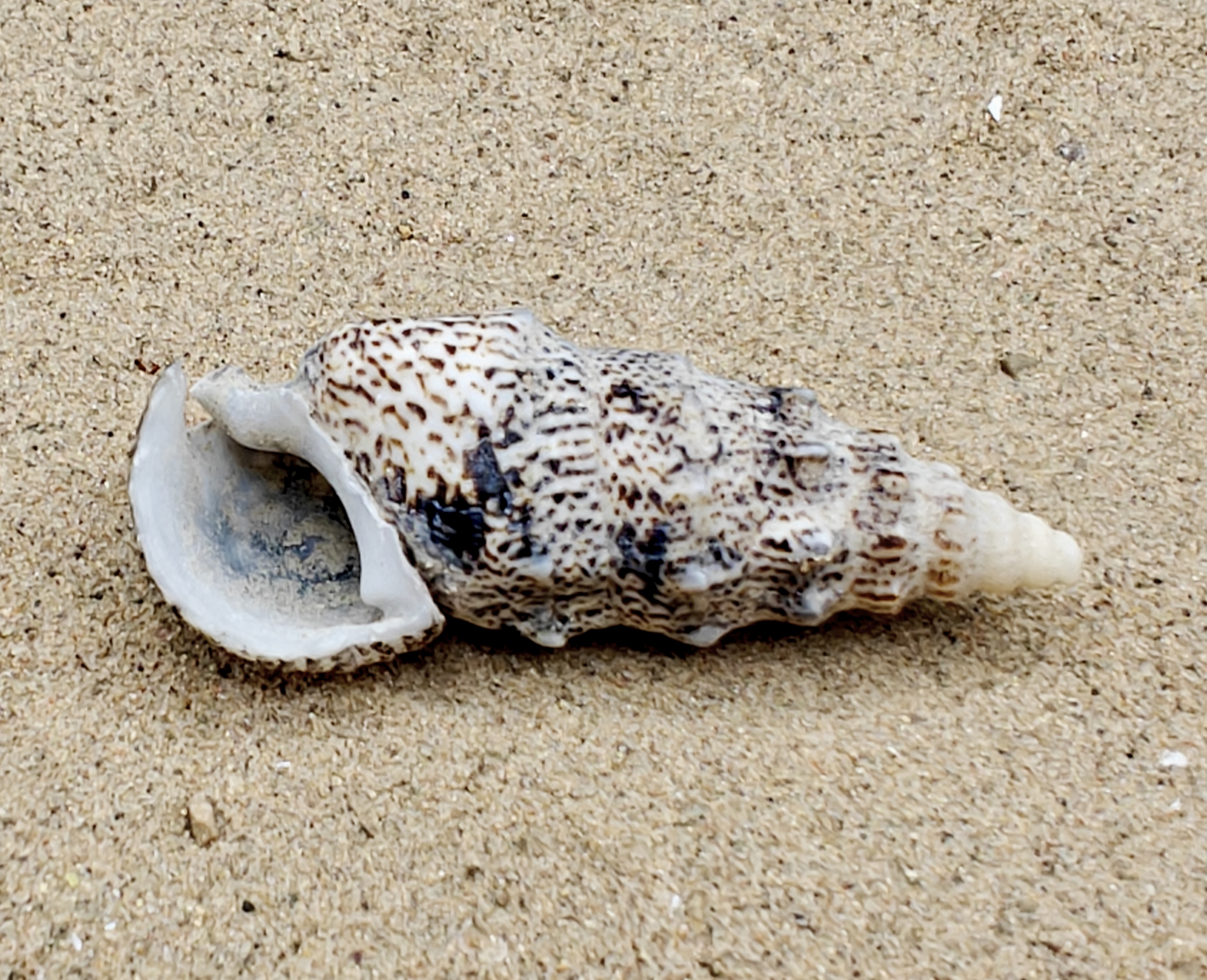 Cerith Shell