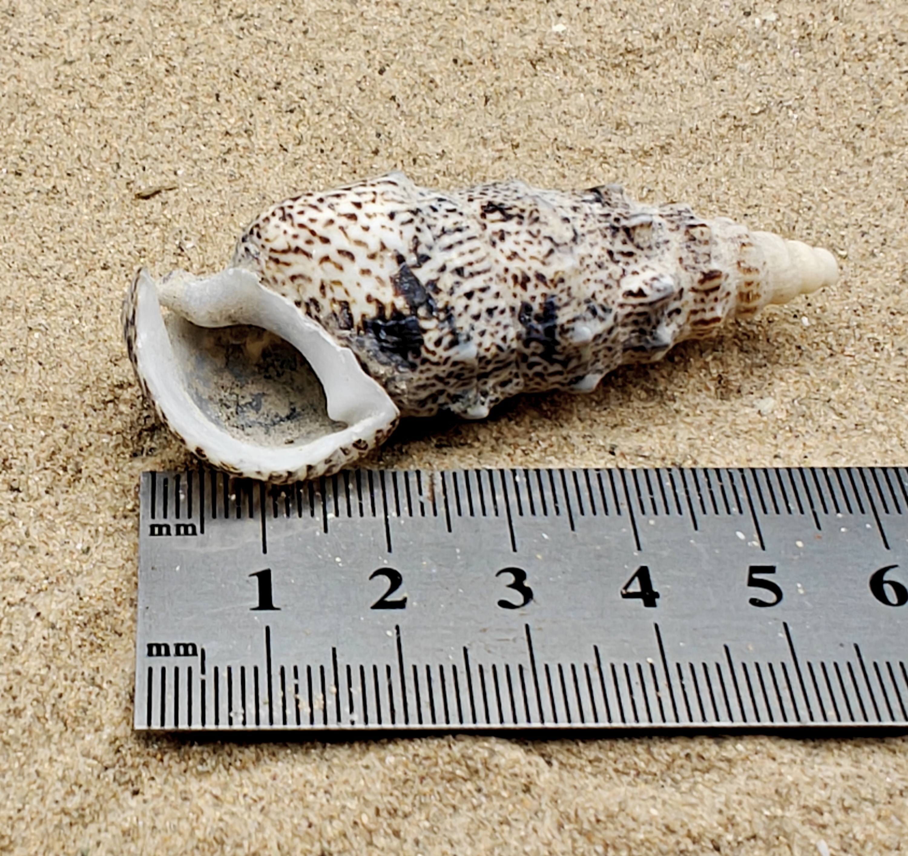 Cerith Shell