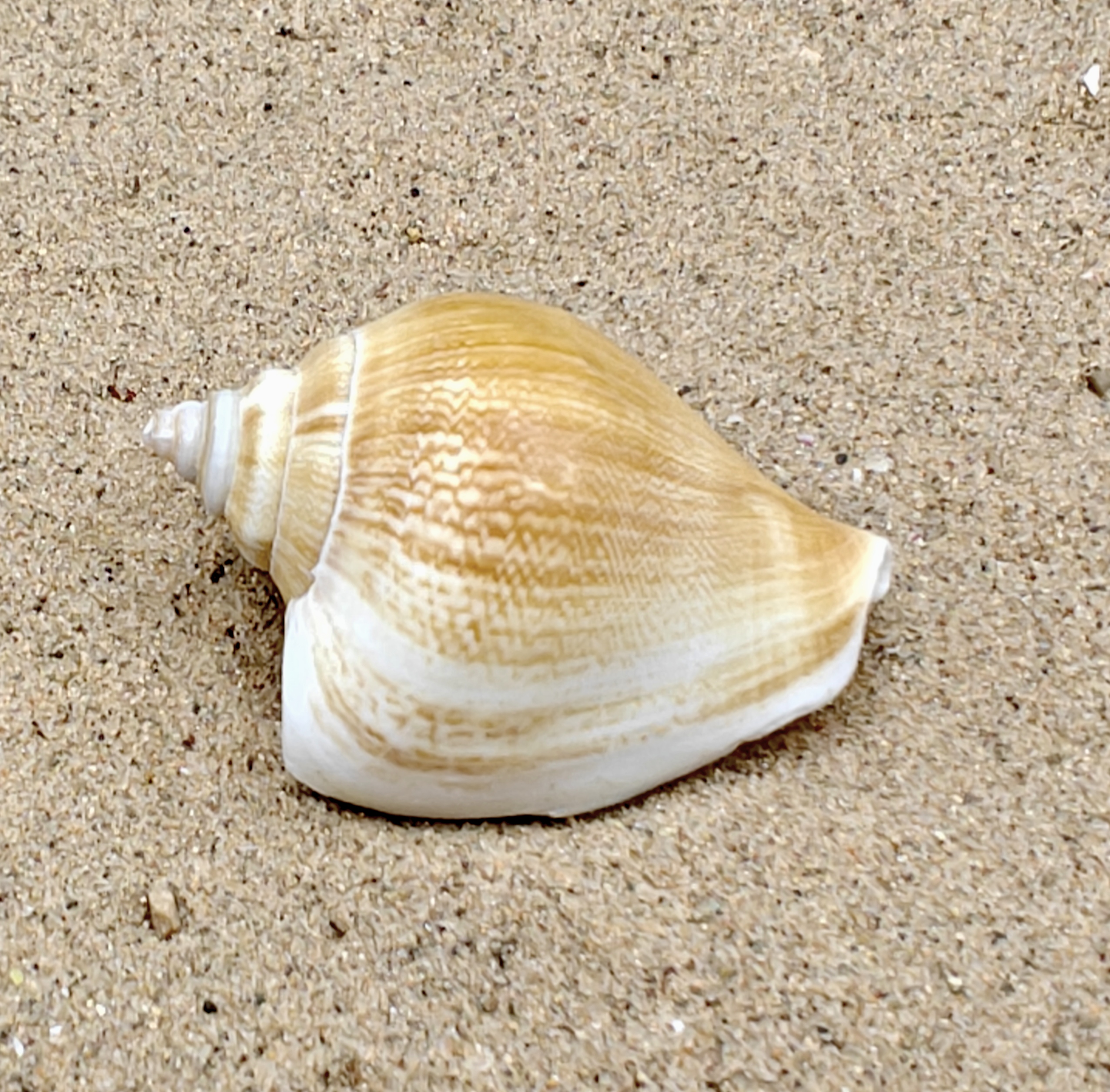 Tulip Conch Shell (also known as Dog Conch Shells).