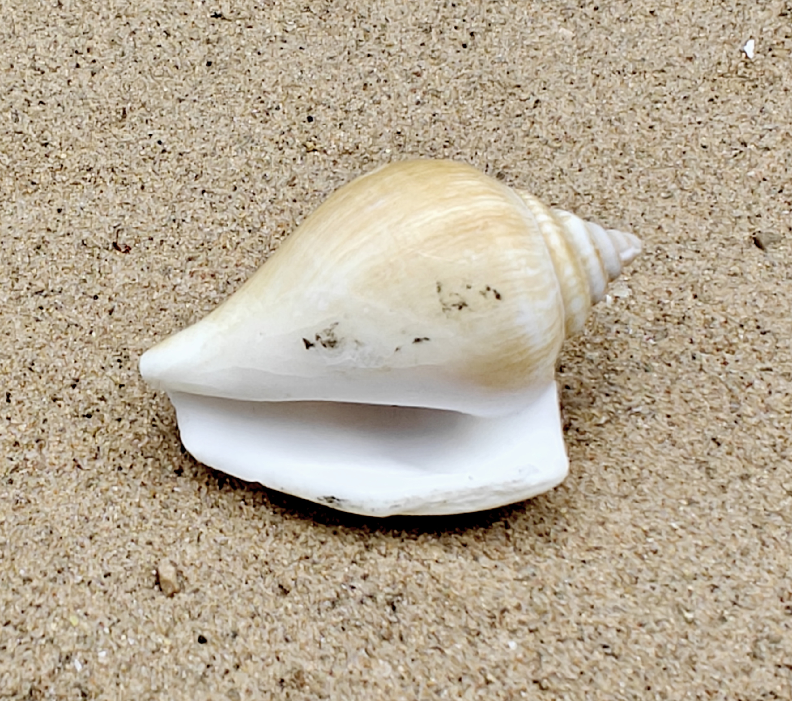 Tulip Conch Shell (also known as Dog Conch Shells).