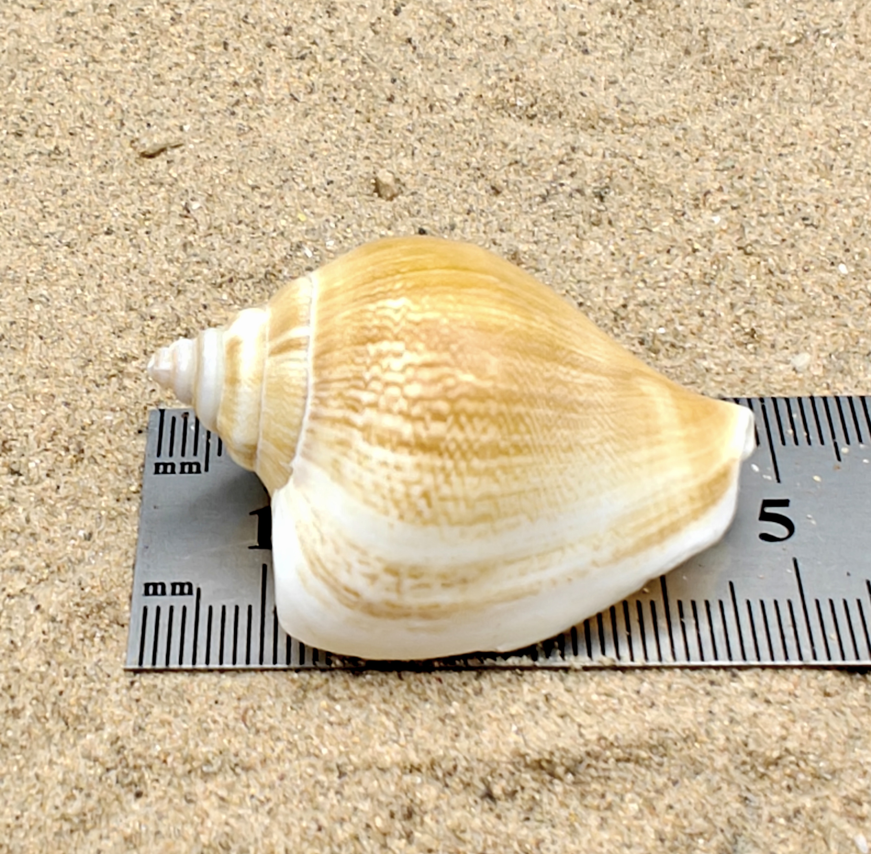 Tulip Conch Shell (also known as Dog Conch Shells).